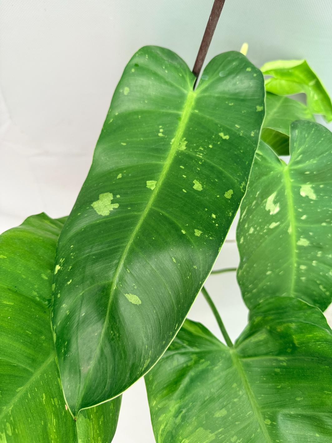 Philodendron Jose Buono variegata XL 09