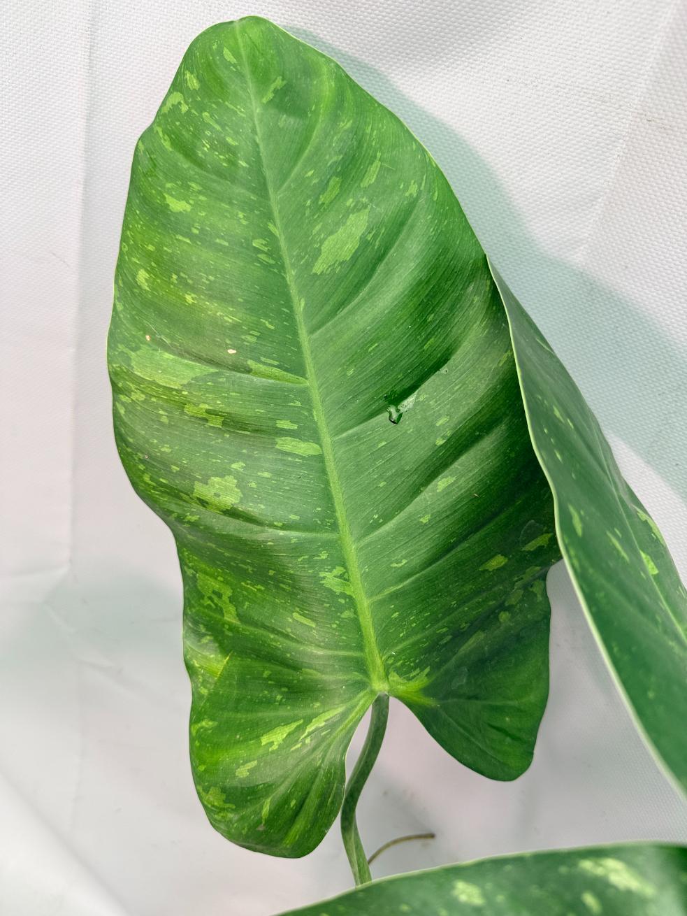 Philodendron Jose Buono variegata XL 10