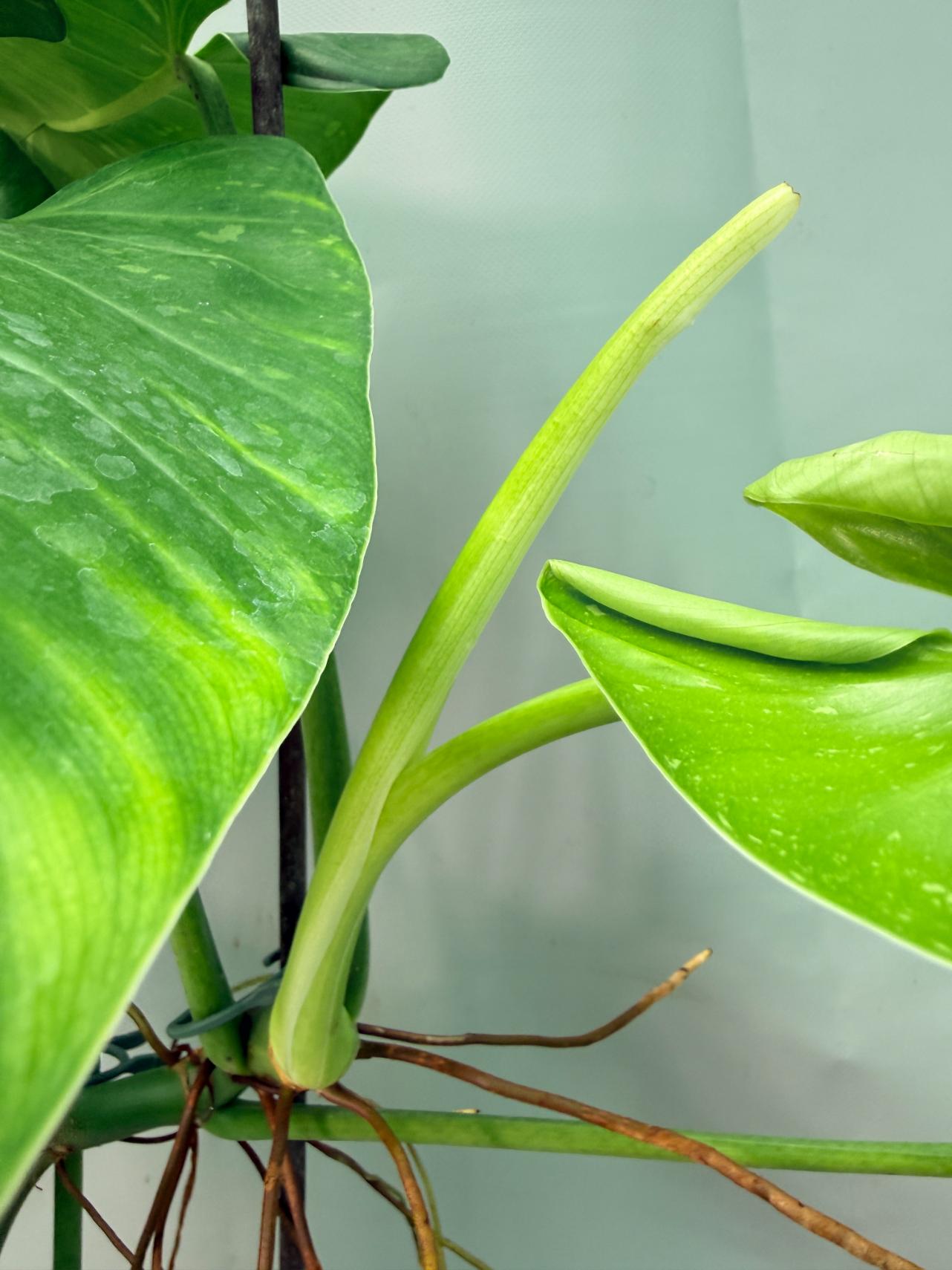 Philodendron Jose Buono variegata XL 11