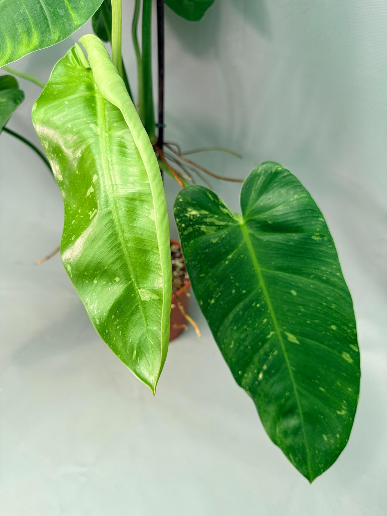 Philodendron Jose Buono variegata XL 12