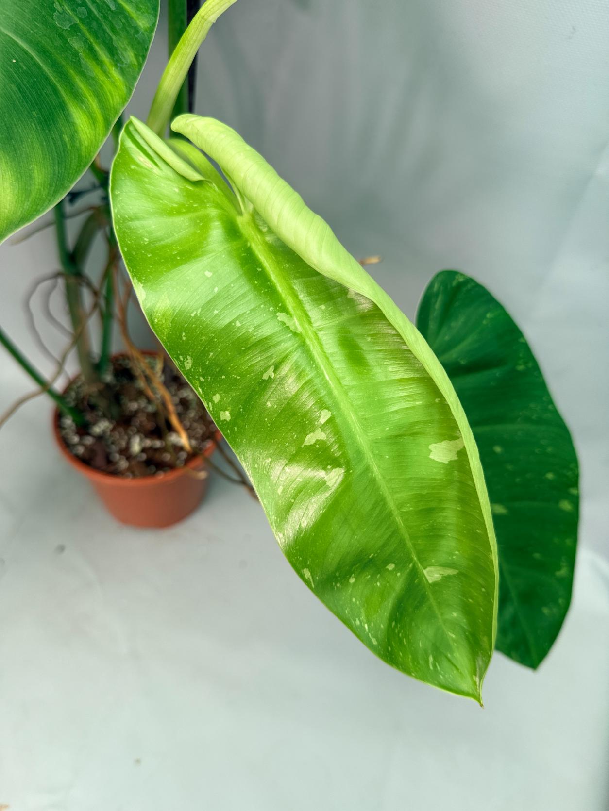 Philodendron Jose Buono variegata XL 02