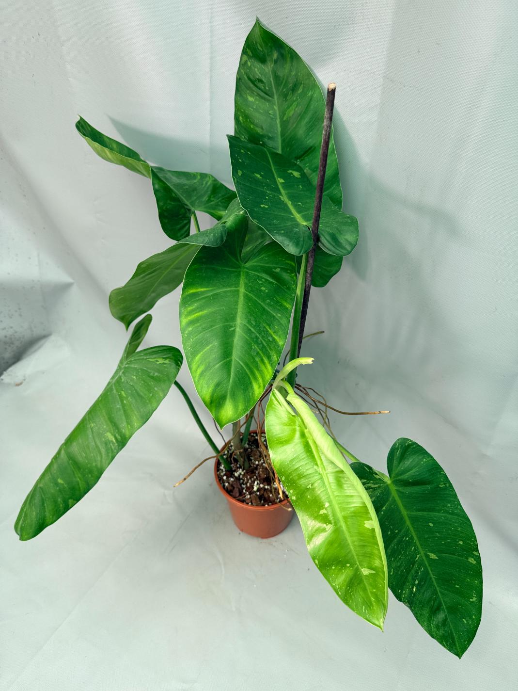 Philodendron Jose Buono variegata XL 03