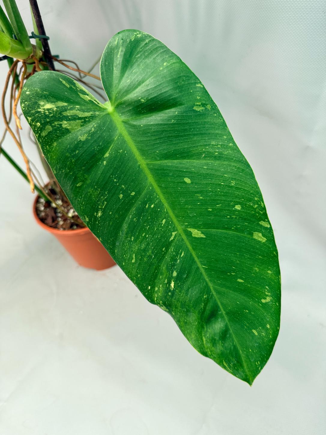 Philodendron Jose Buono variegata XL 04