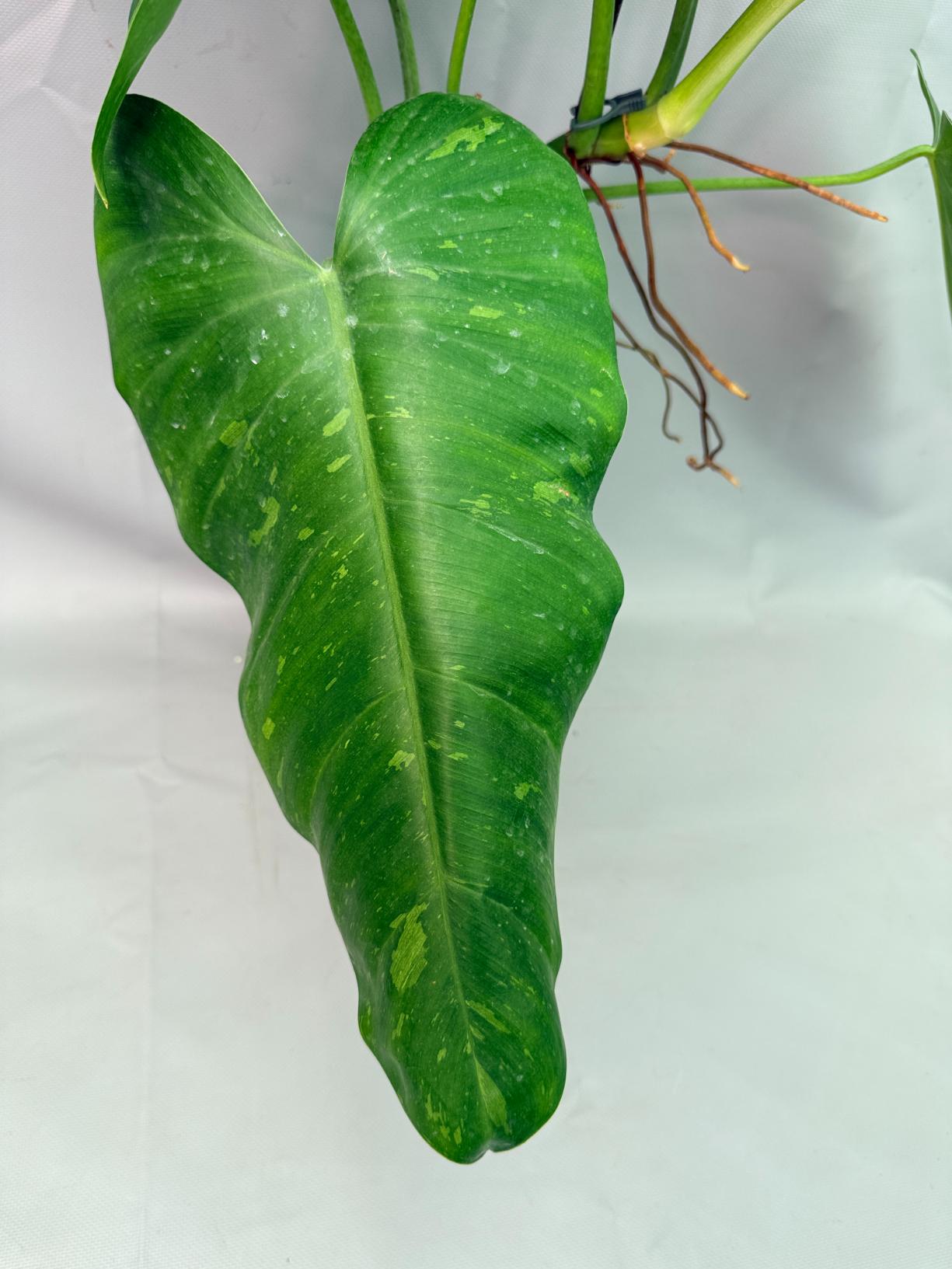 Philodendron Jose Buono variegata XL 05