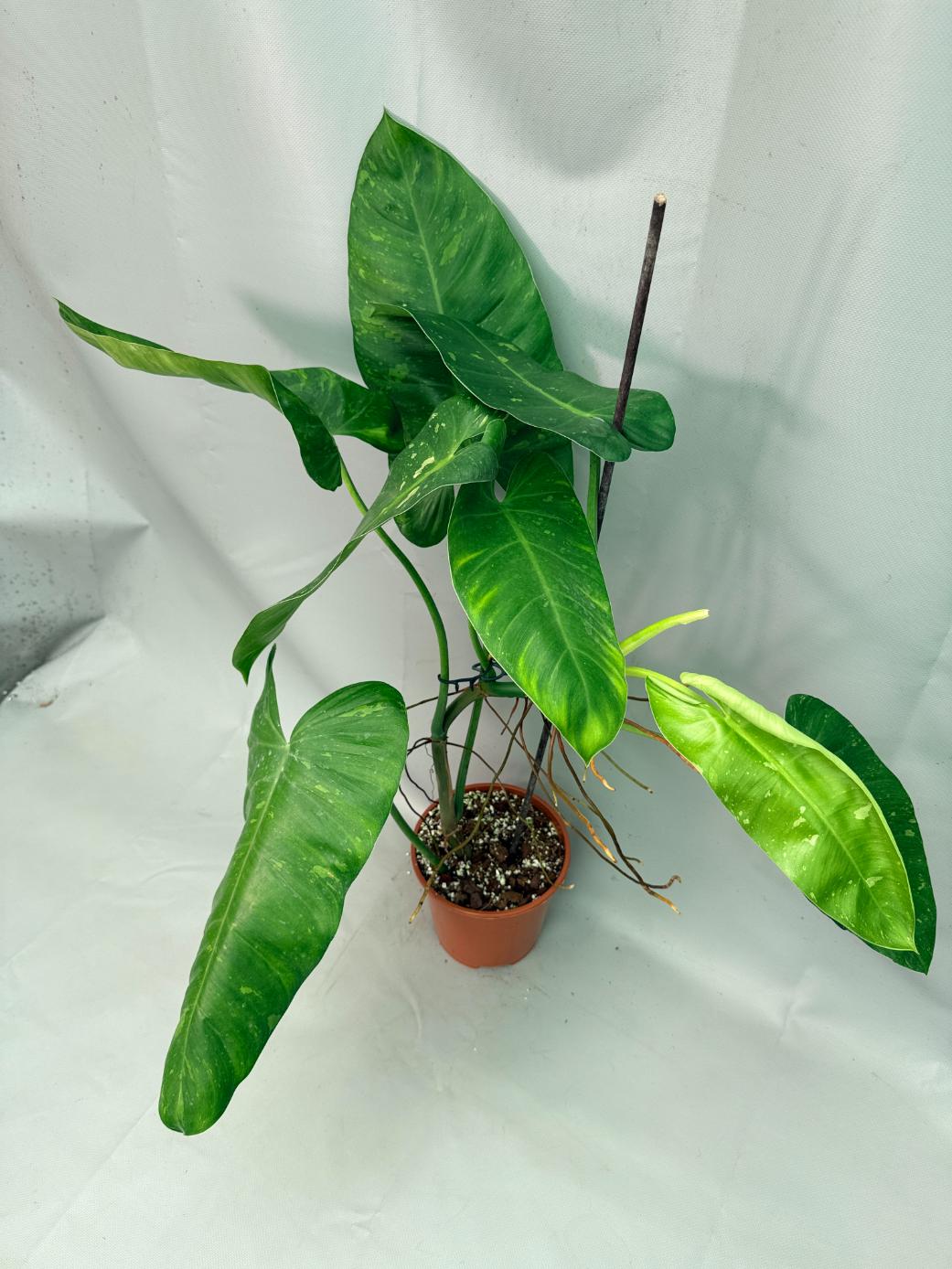 Philodendron Jose Buono variegata XL 06