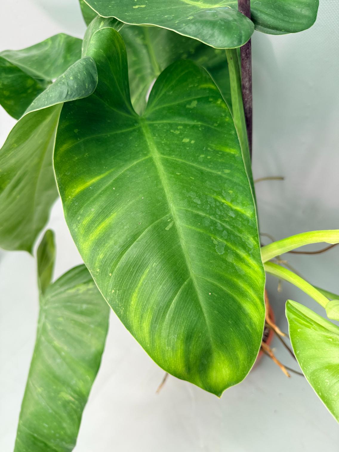 Philodendron Jose Buono variegata XL 07