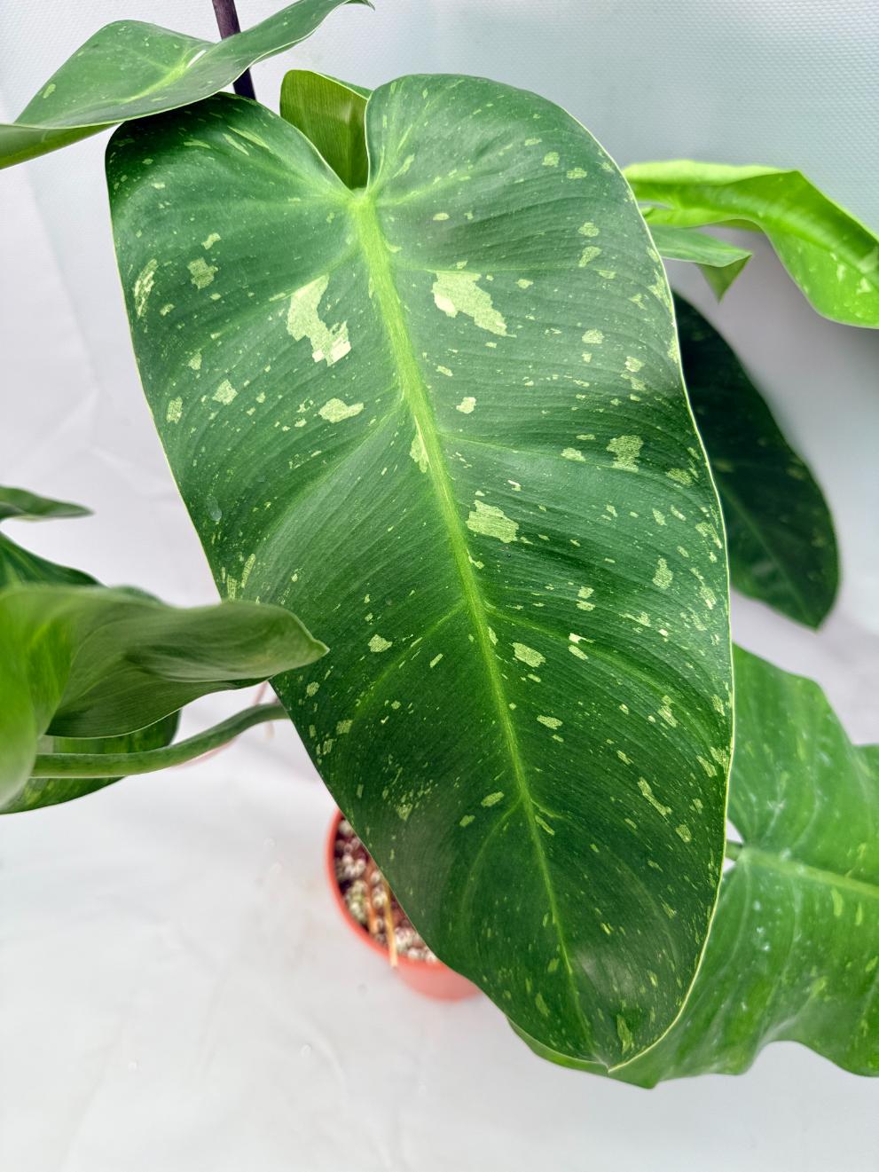 Philodendron Jose Buono variegata XL 08