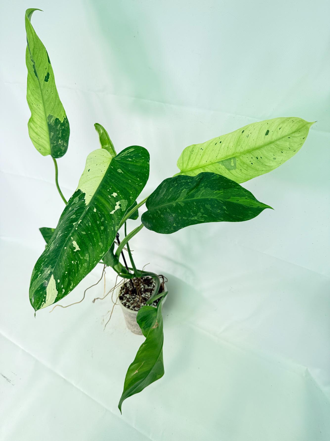 Philodendron Jose Buono variegata XL 08