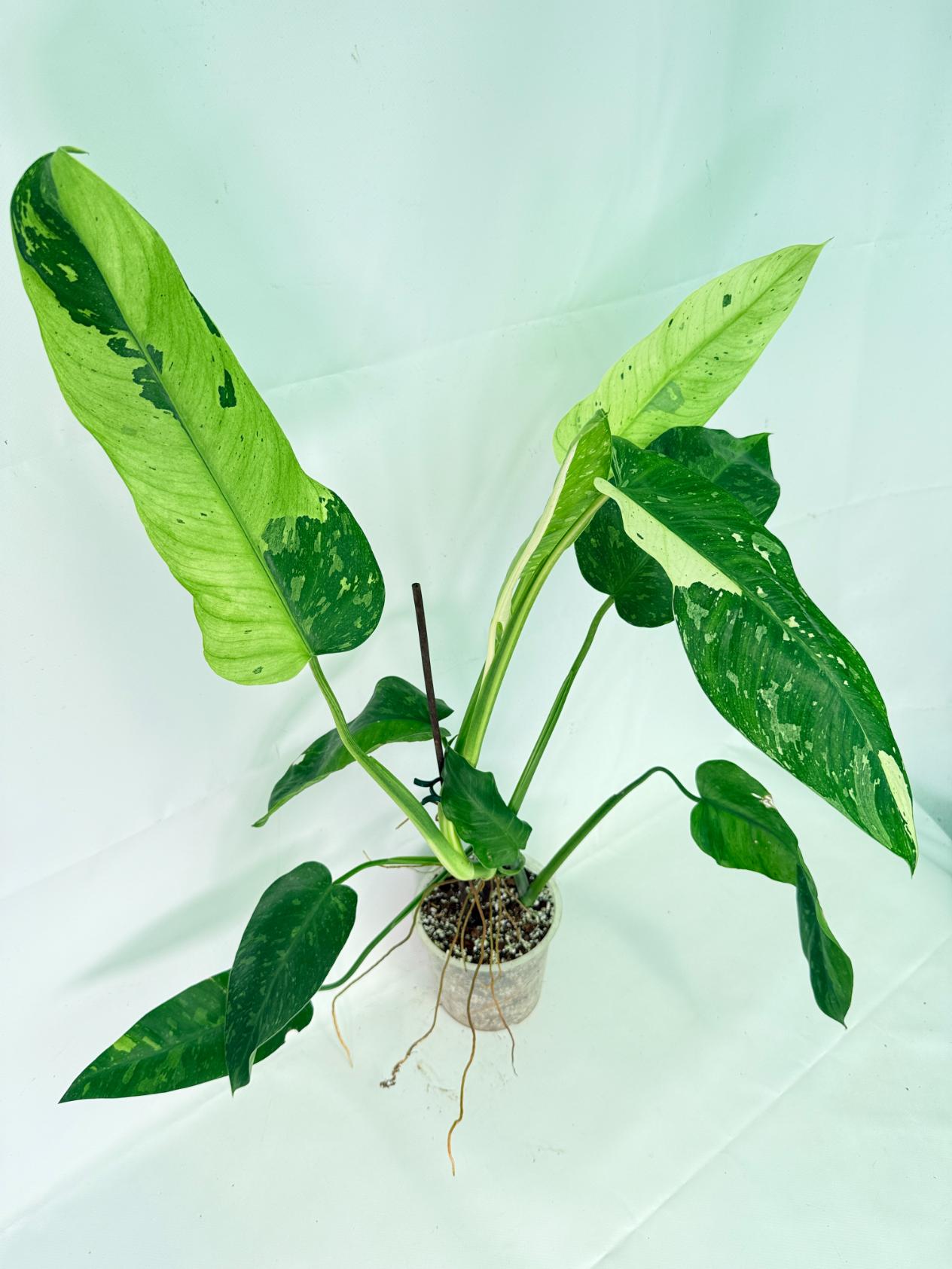 Philodendron Jose Buono variegata XL 09