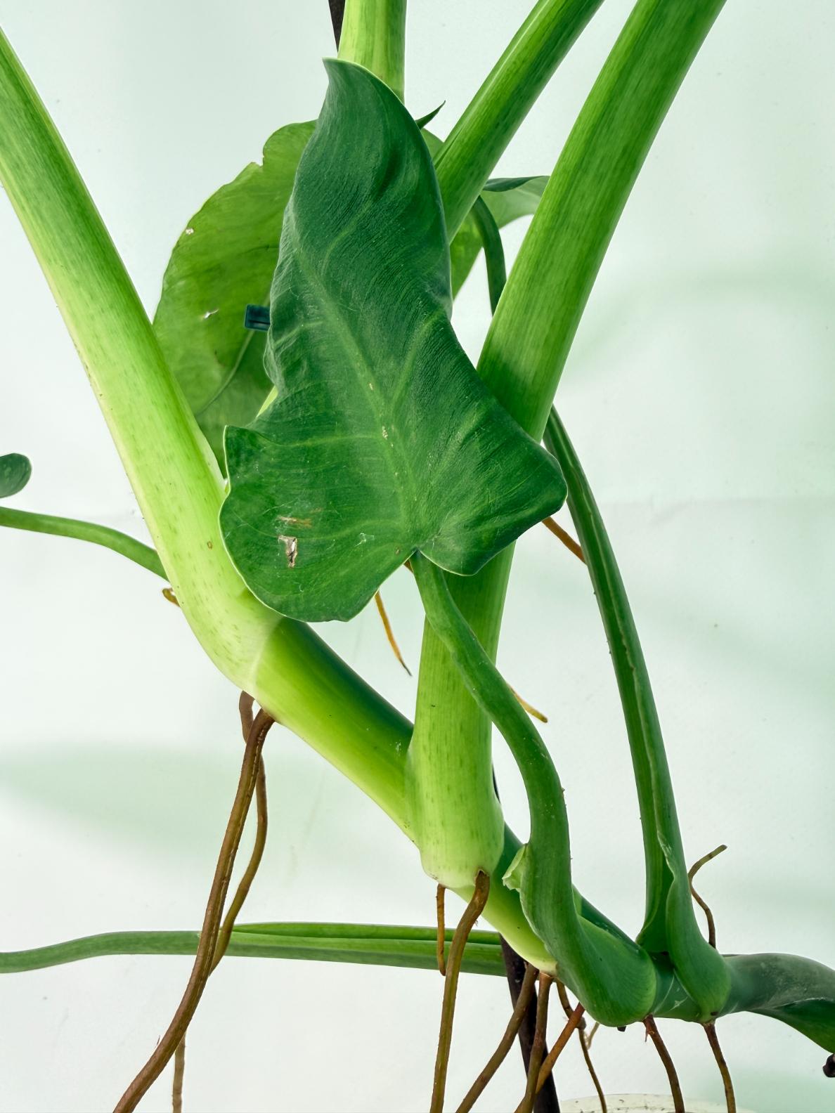 Philodendron Jose Buono variegata XL 10