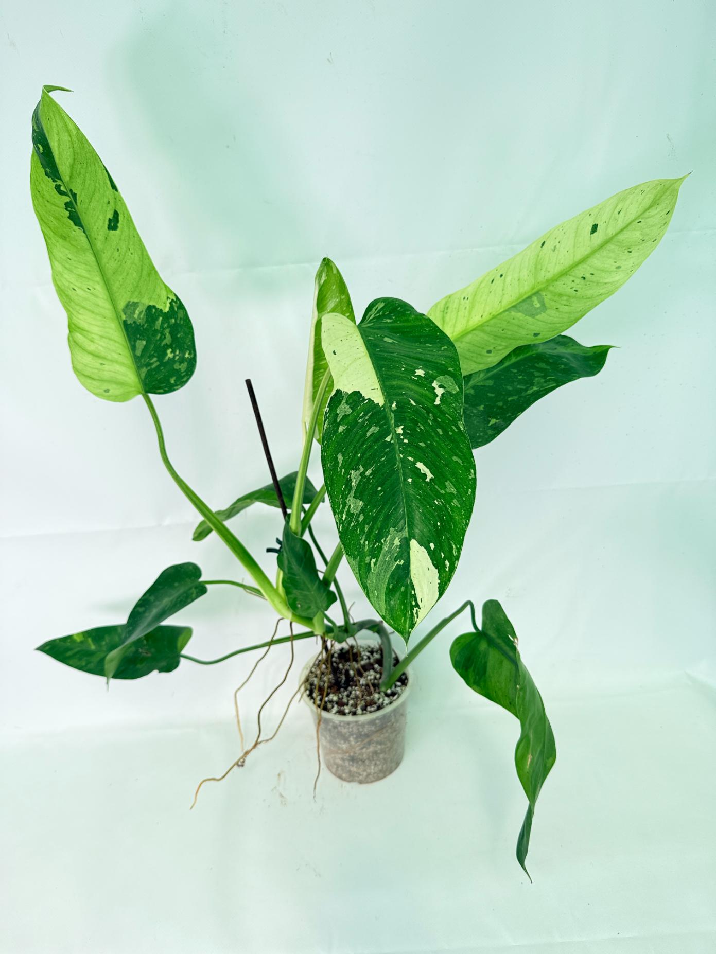 Philodendron Jose Buono variegata XL 01