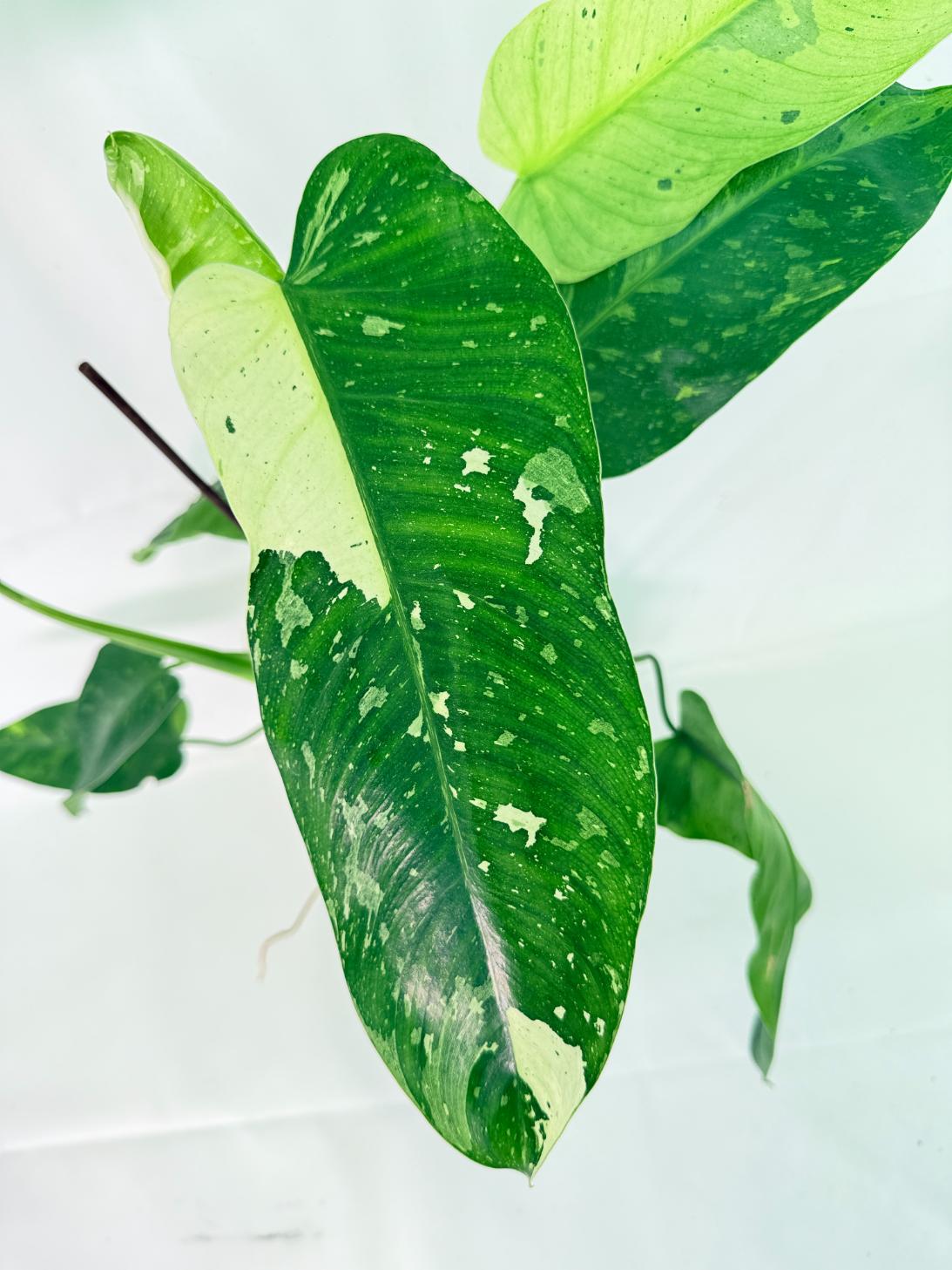 Philodendron Jose Buono variegata XL 03