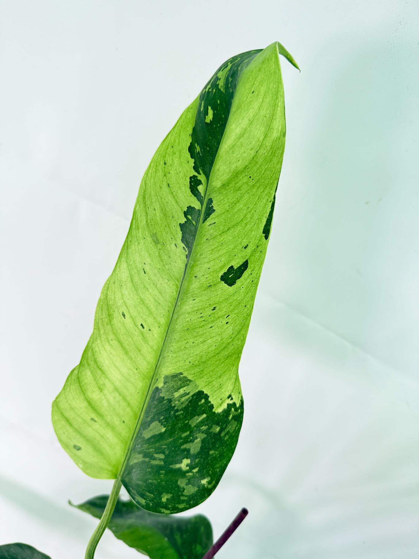Philodendron Jose Buono variegata XL 04