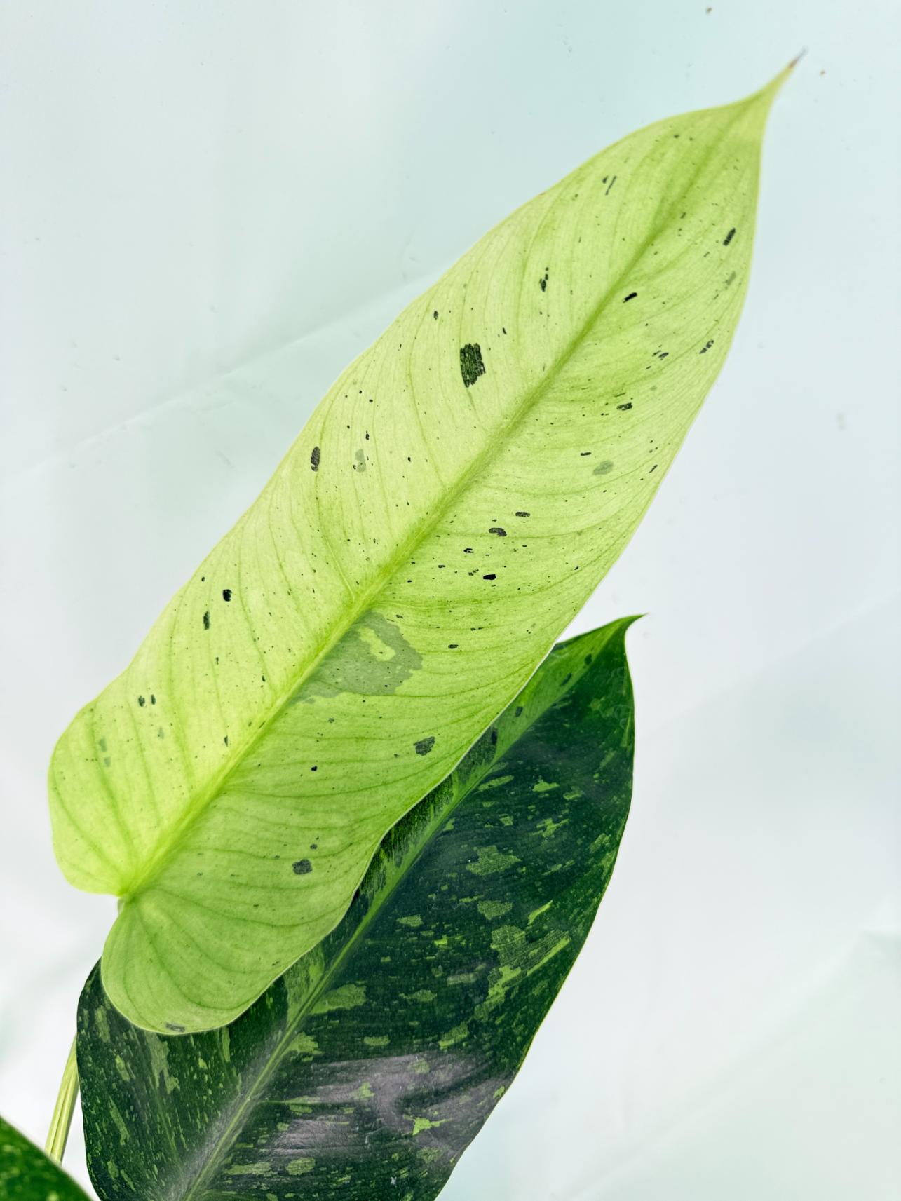 Philodendron Jose Buono variegata XL 05