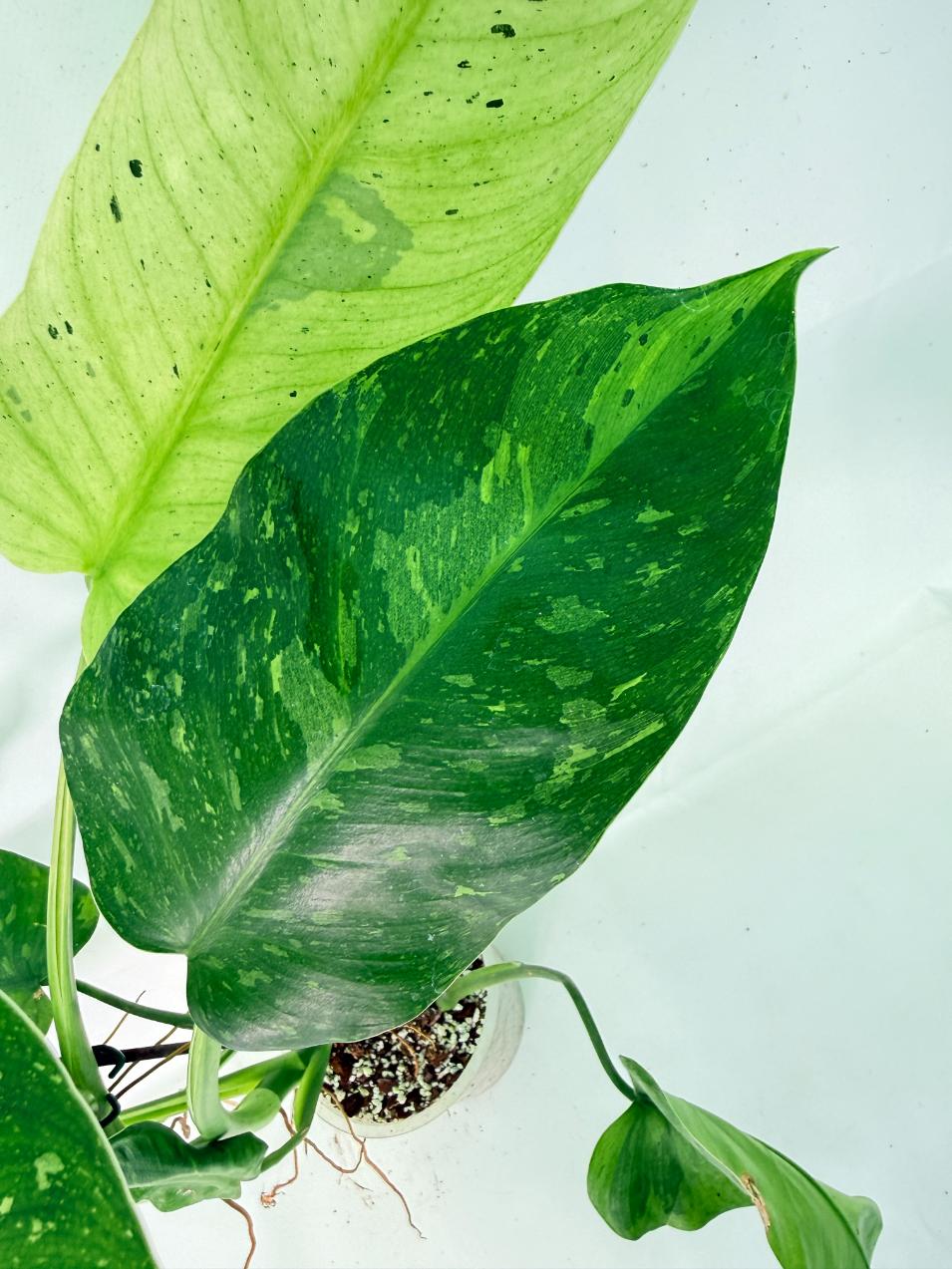 Philodendron Jose Buono variegata XL 06