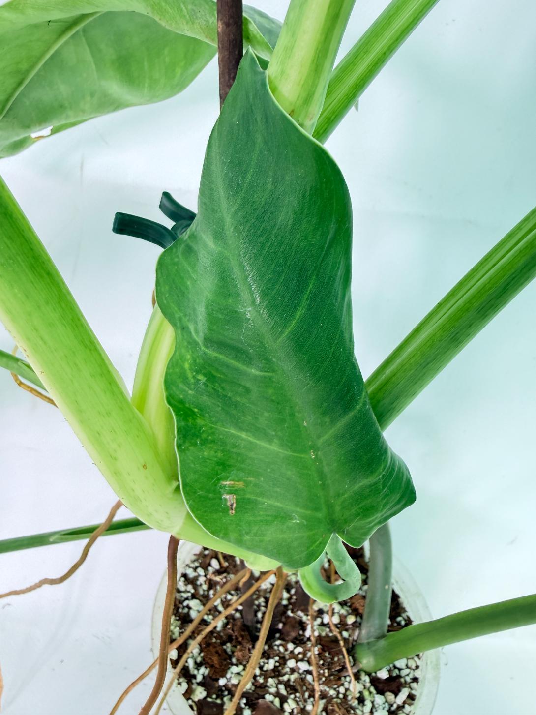 Philodendron Jose Buono variegata XL 07
