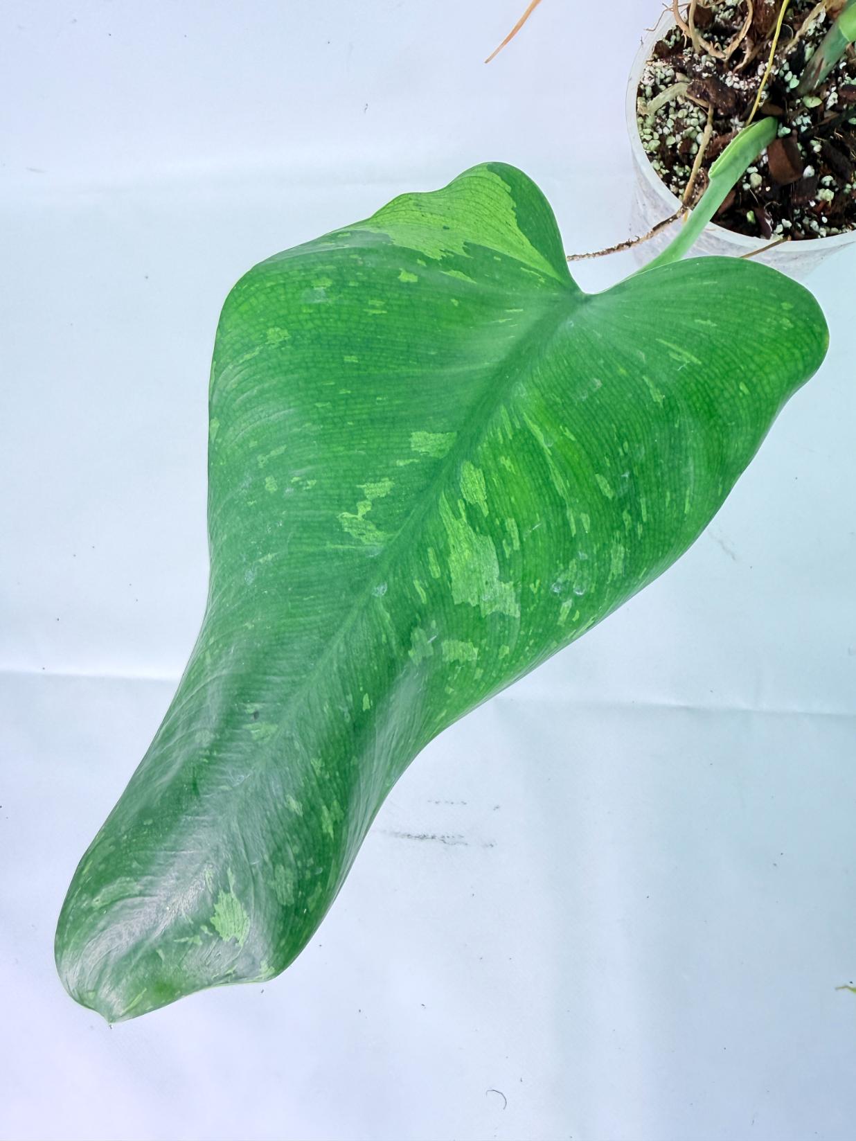 Philodendron Jose Buono variegata XL 07