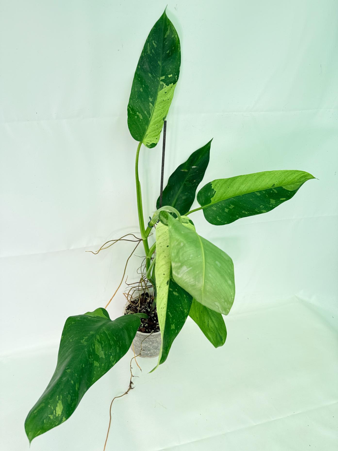 Philodendron Jose Buono variegata XL 08