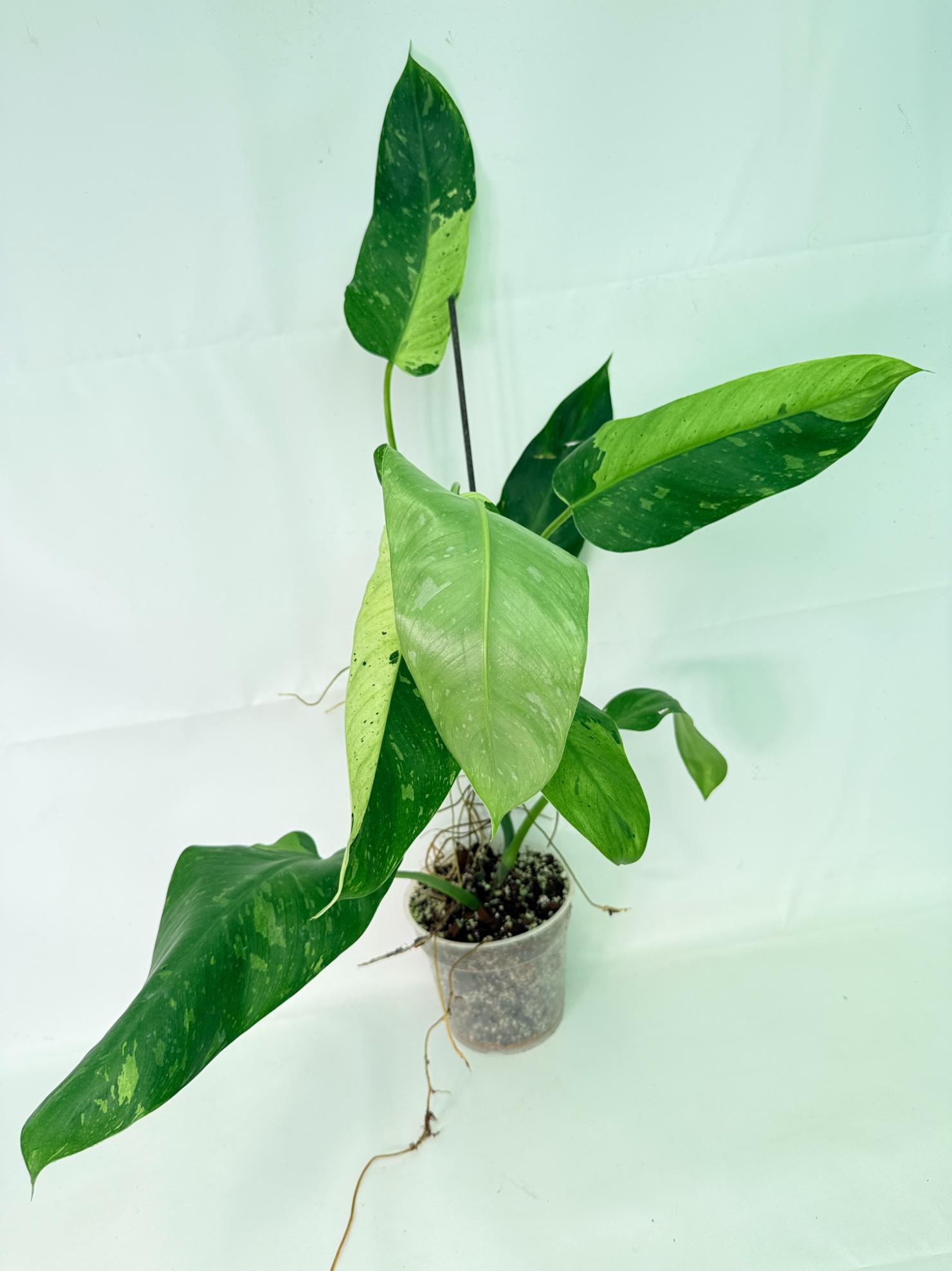 Philodendron Jose Buono variegata XL 01