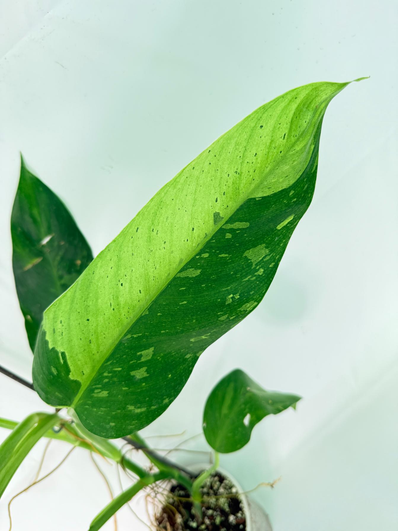 Philodendron Jose Buono variegata XL 03