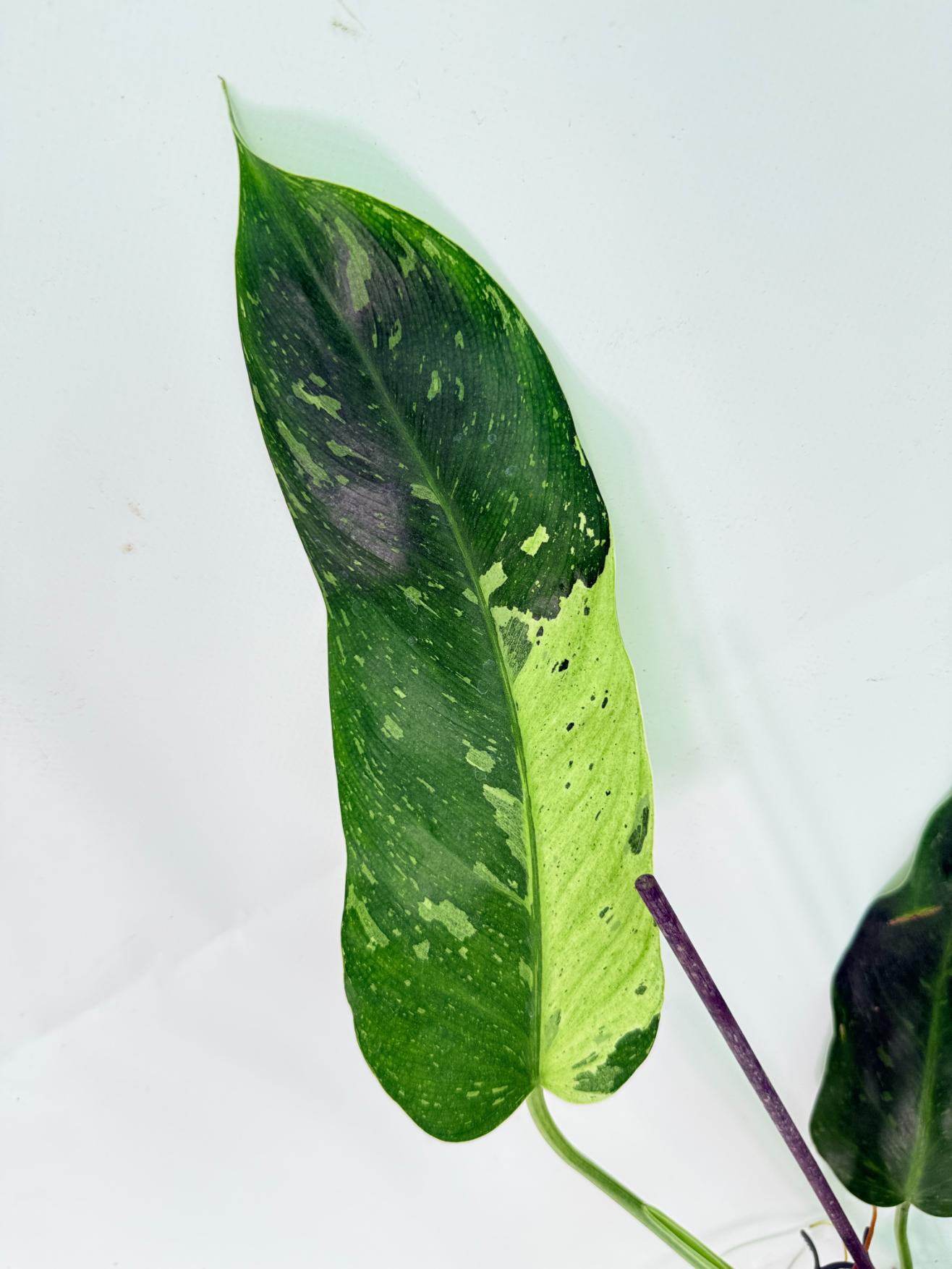 Philodendron Jose Buono variegata XL 04
