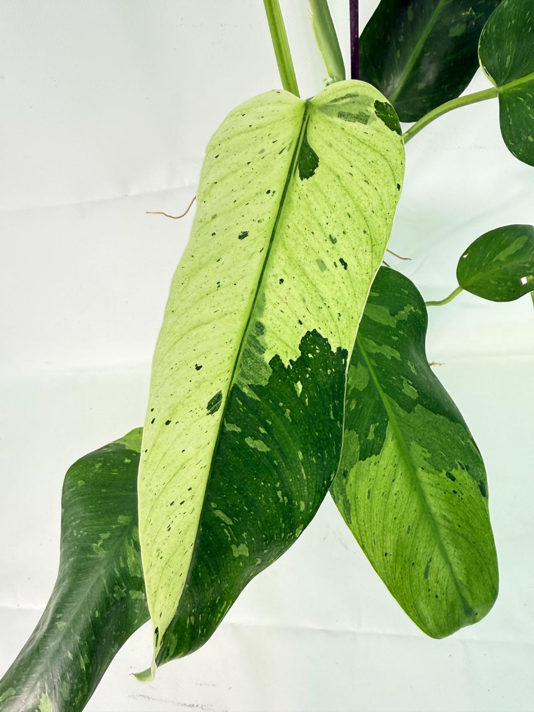 Philodendron Jose Buono variegata XL 05