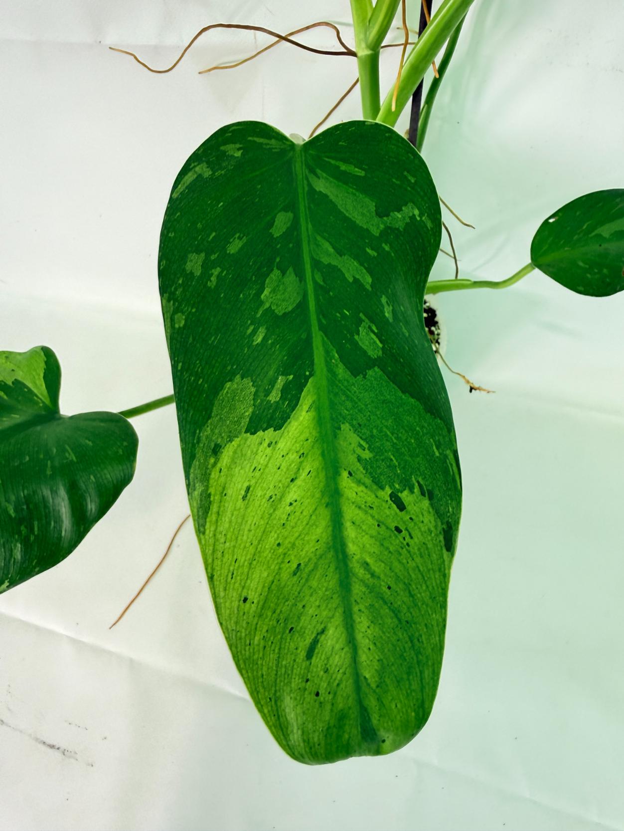 Philodendron Jose Buono variegata XL 06