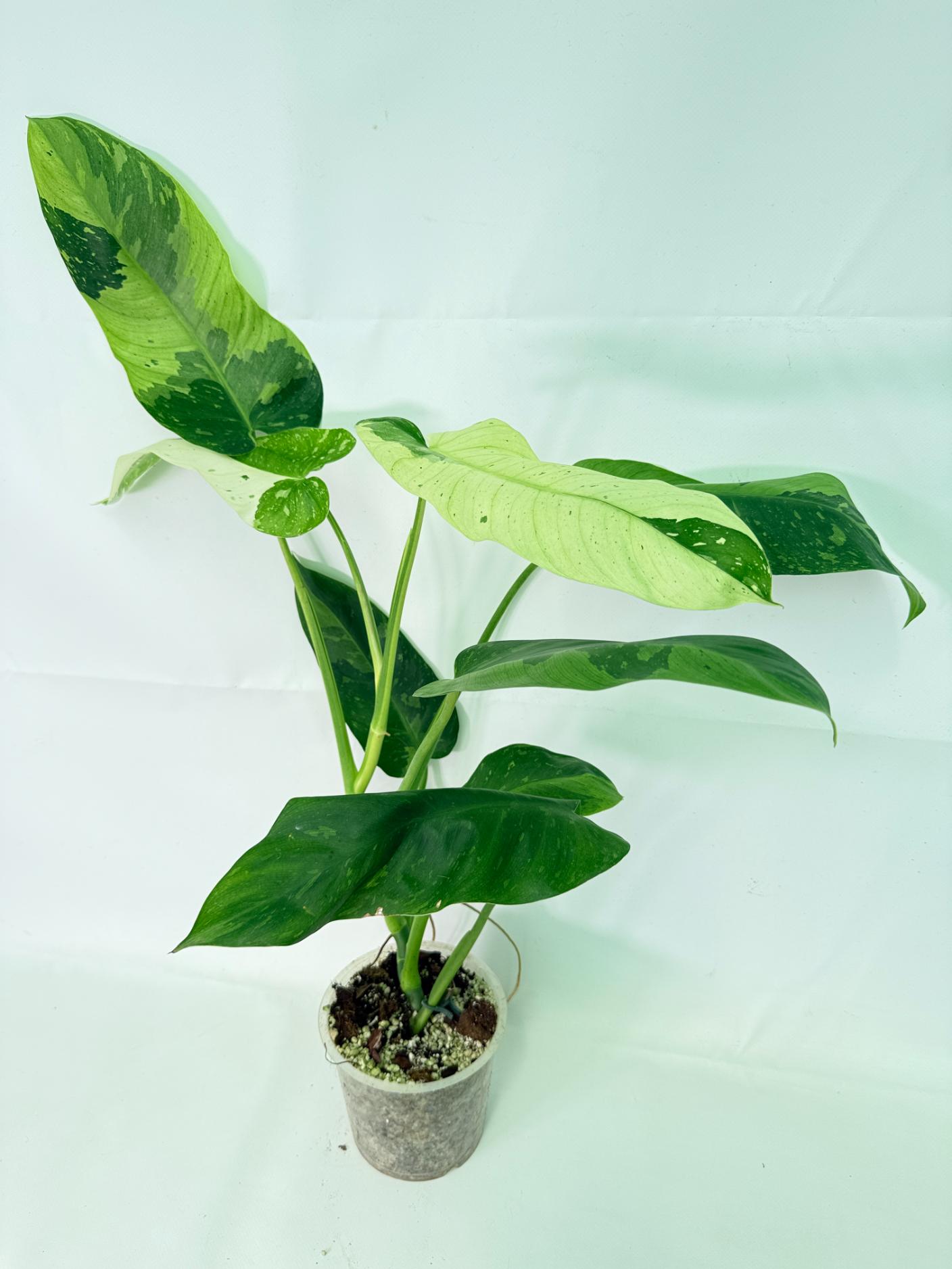 Philodendron Jose Buono variegata XL 01