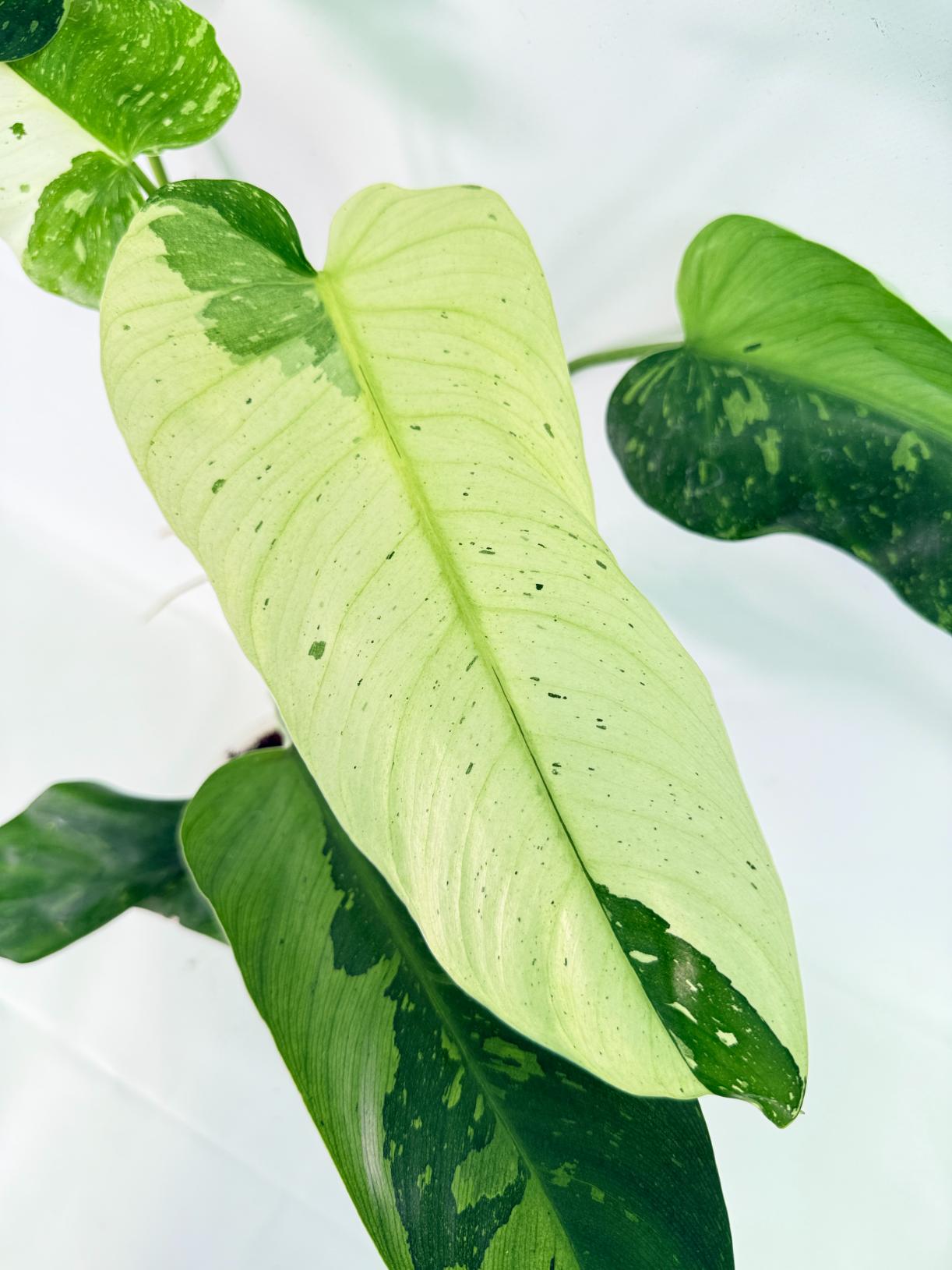 Philodendron Jose Buono variegata XL 03
