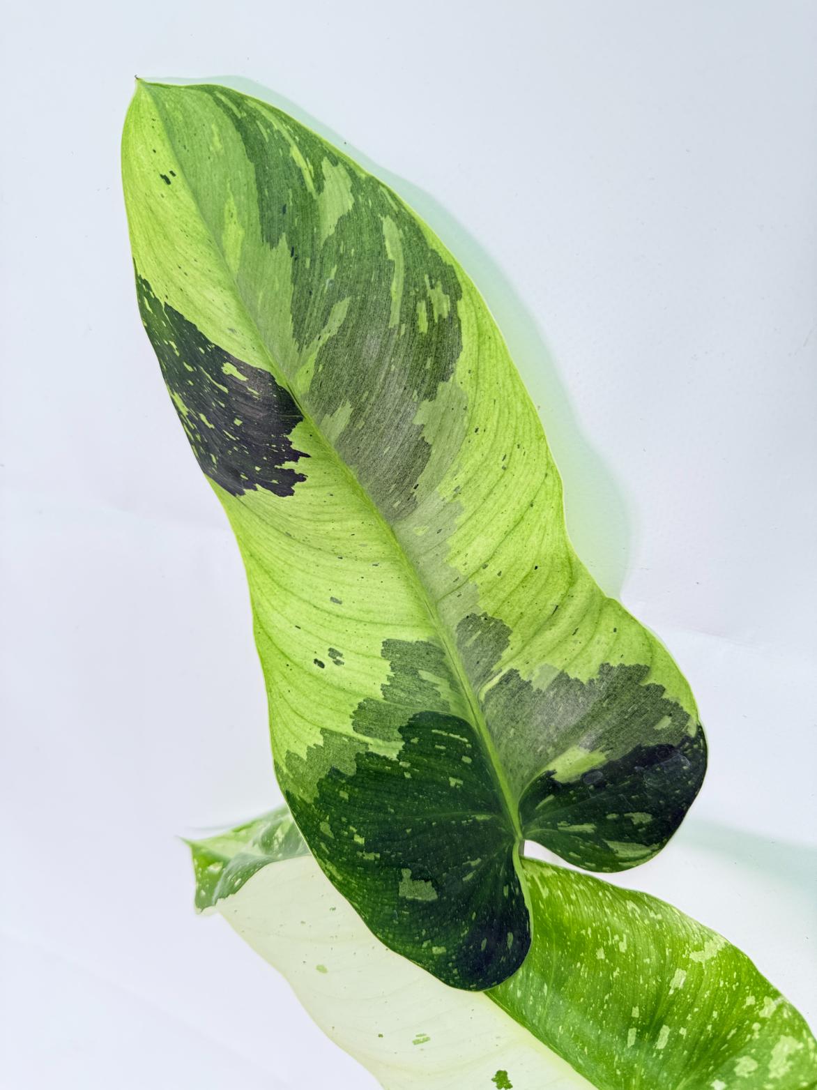 Philodendron Jose Buono variegata XL 04