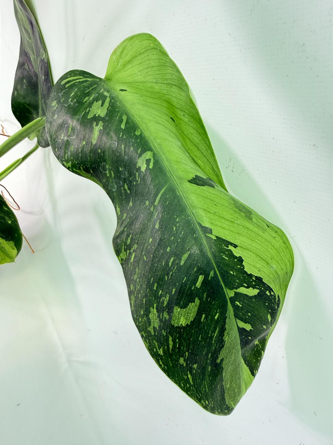 Philodendron Jose Buono variegata XL 05