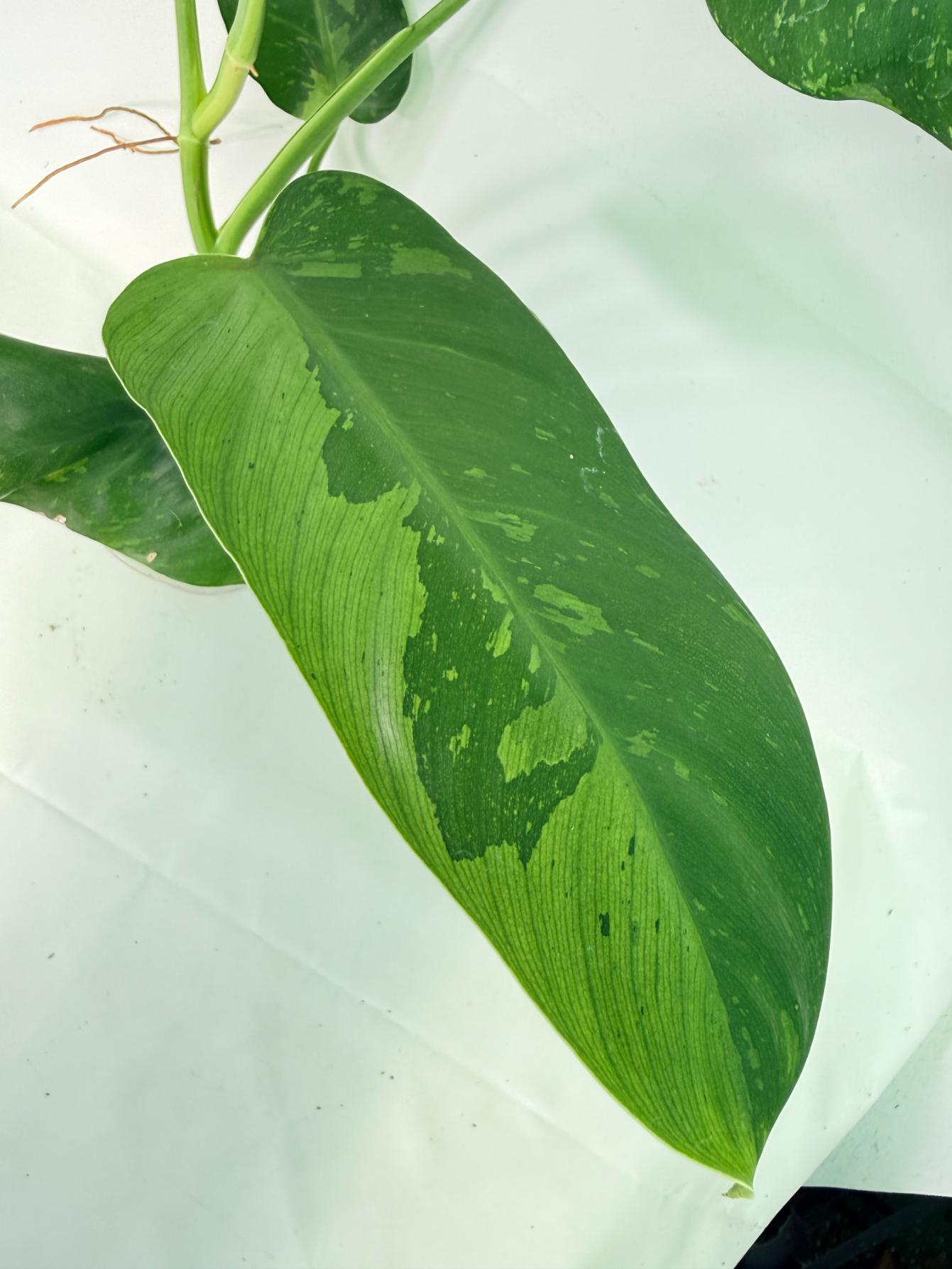 Philodendron Jose Buono variegata XL 06