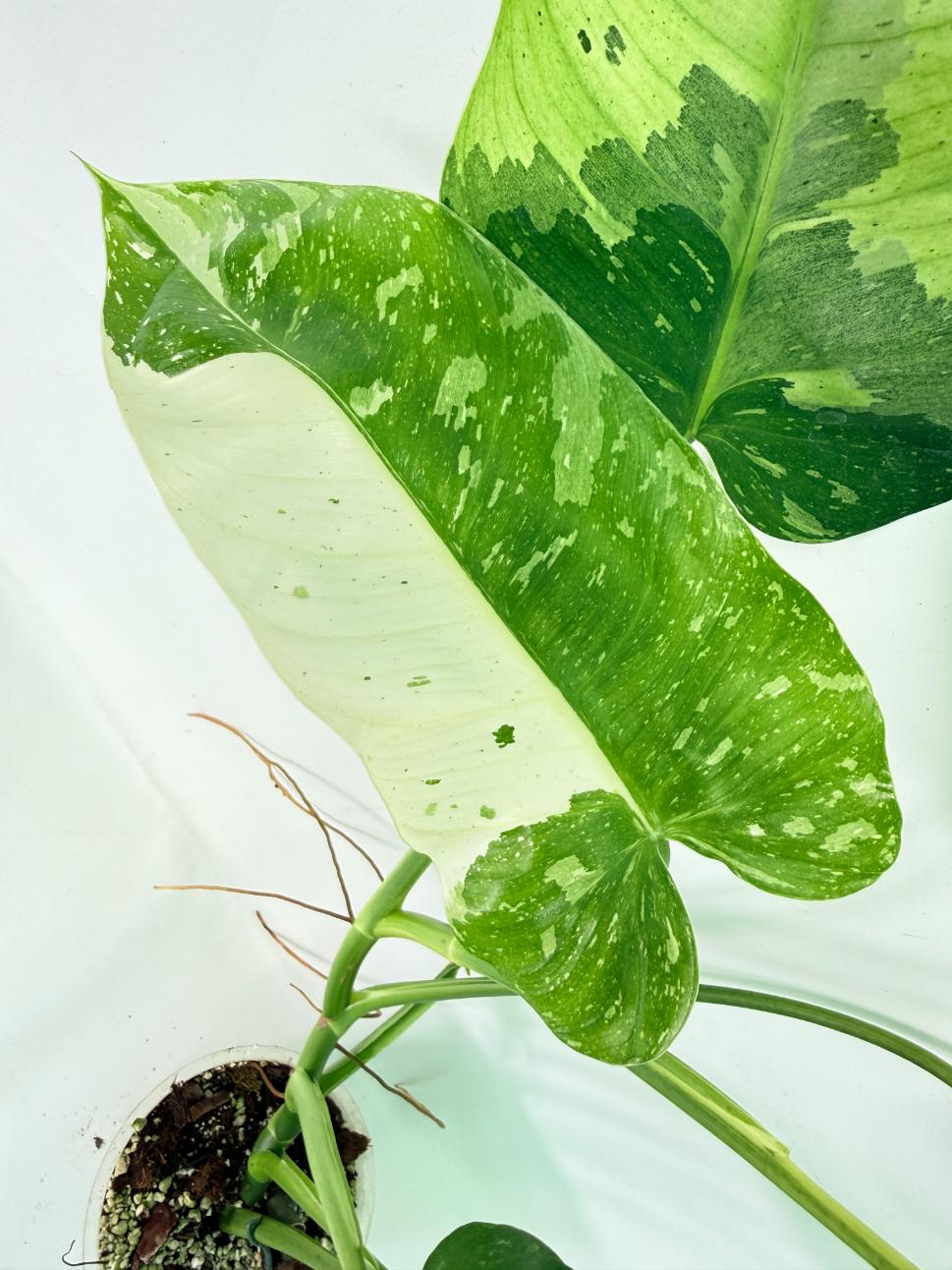 Philodendron Jose Buono variegata XL 07