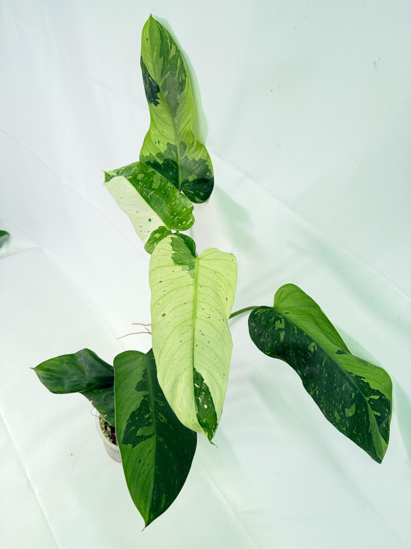 Philodendron Jose Buono variegata XL 08