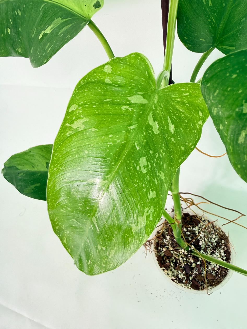 Philodendron Jose Buono variegata XL 09
