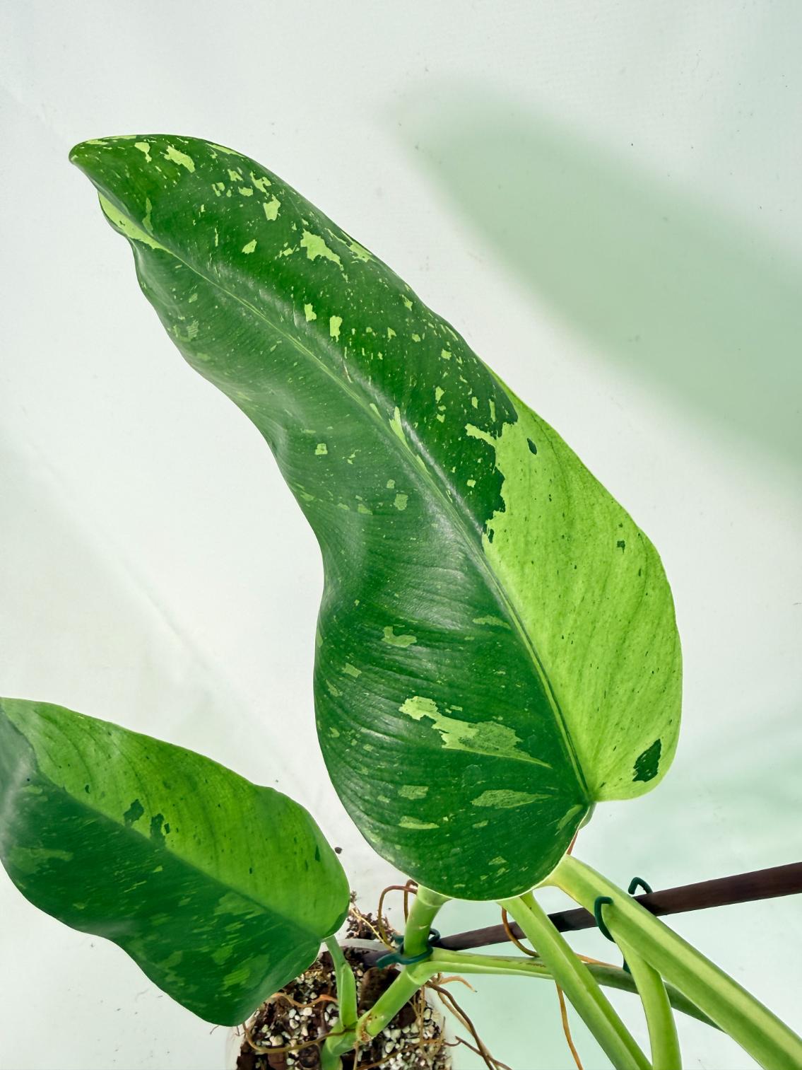 Philodendron Jose Buono variegata XL 10