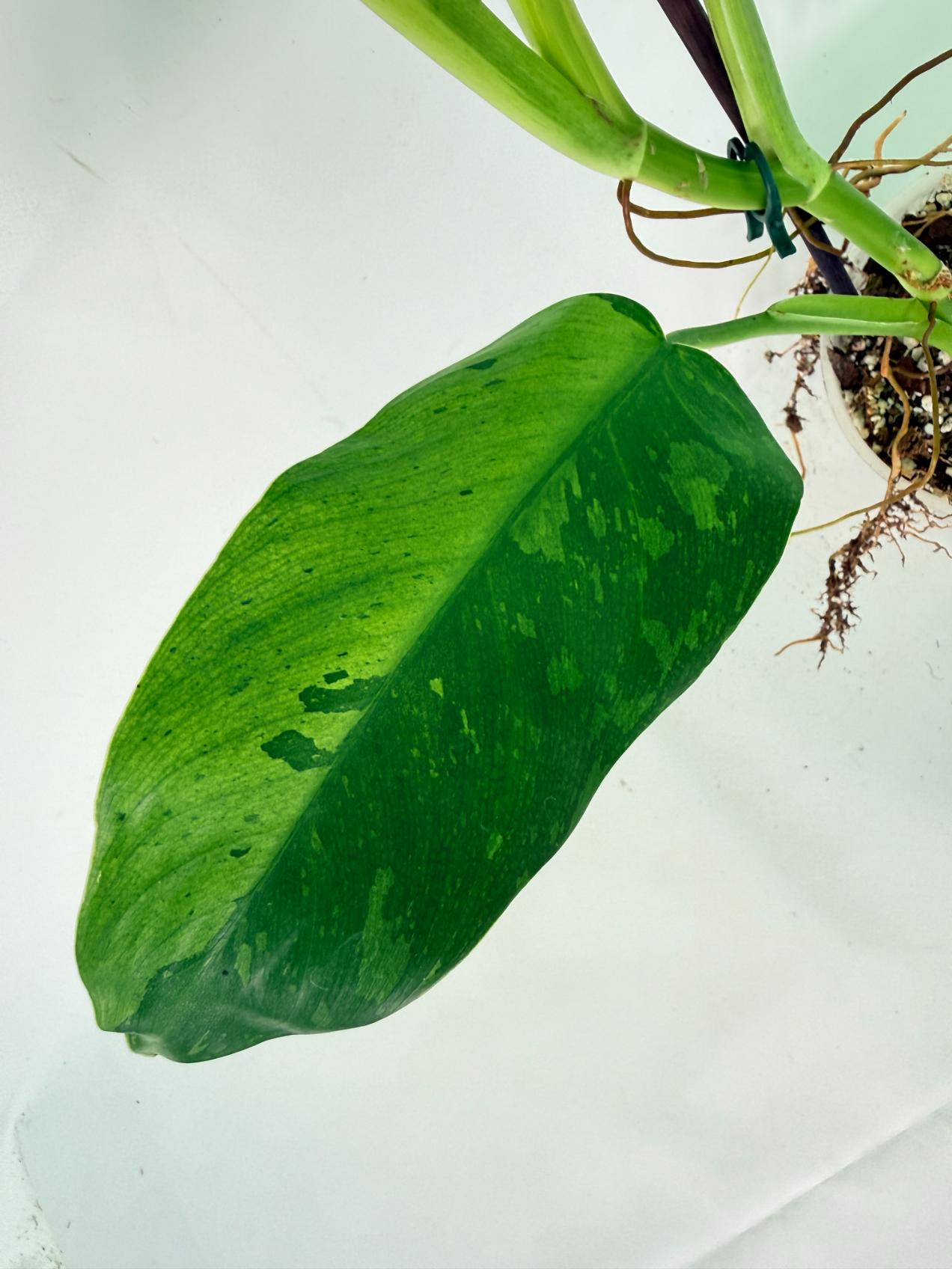 Philodendron Jose Buono variegata XL 11