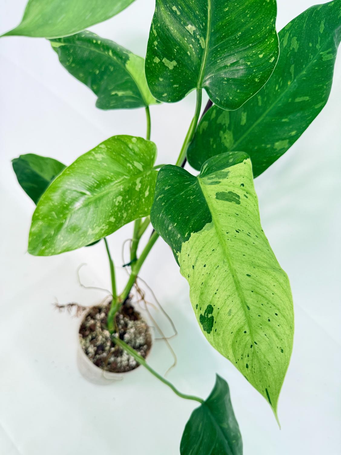 Philodendron Jose Buono variegata XL 12