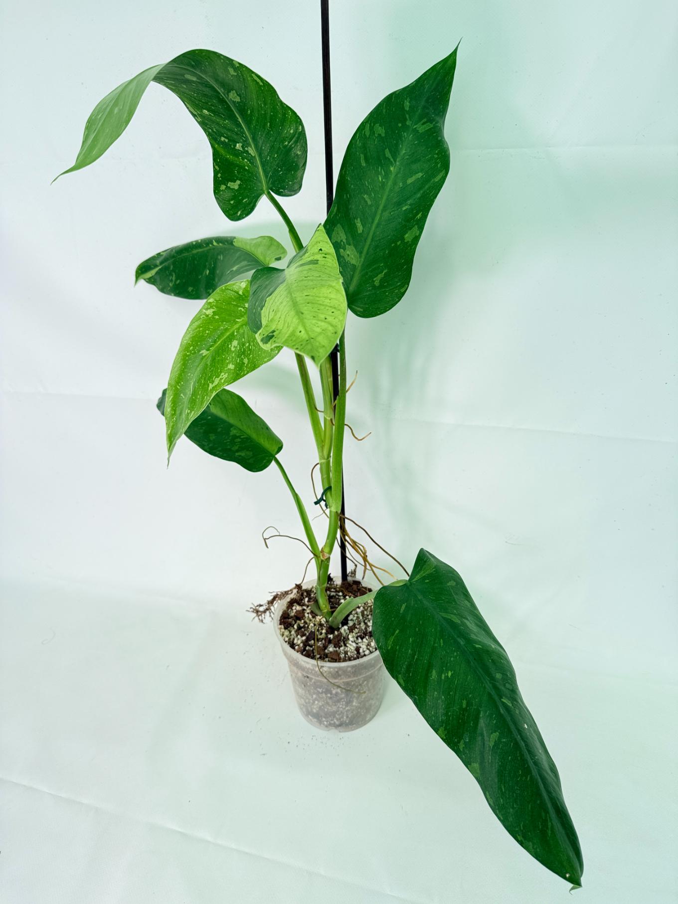 Philodendron Jose Buono variegata XL 13