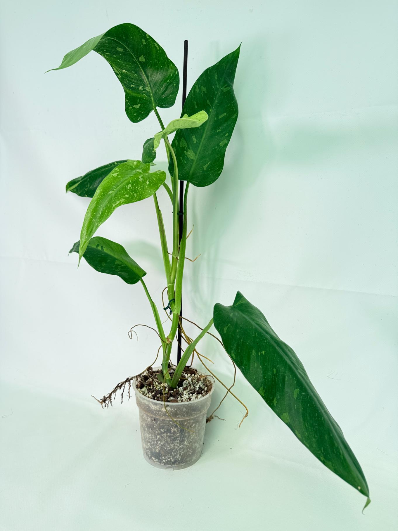 Philodendron Jose Buono variegata XL 02