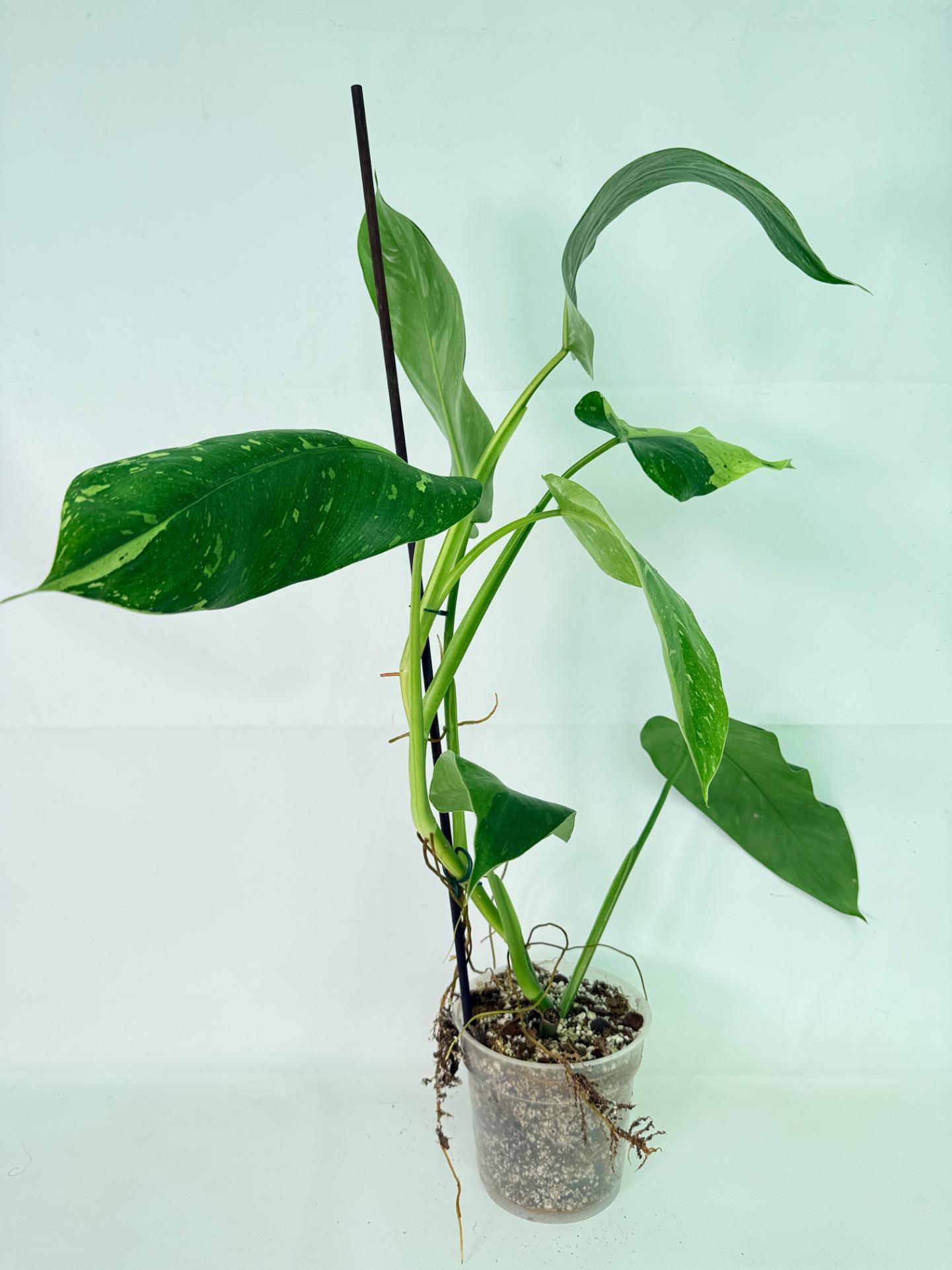 Philodendron Jose Buono variegata XL 03