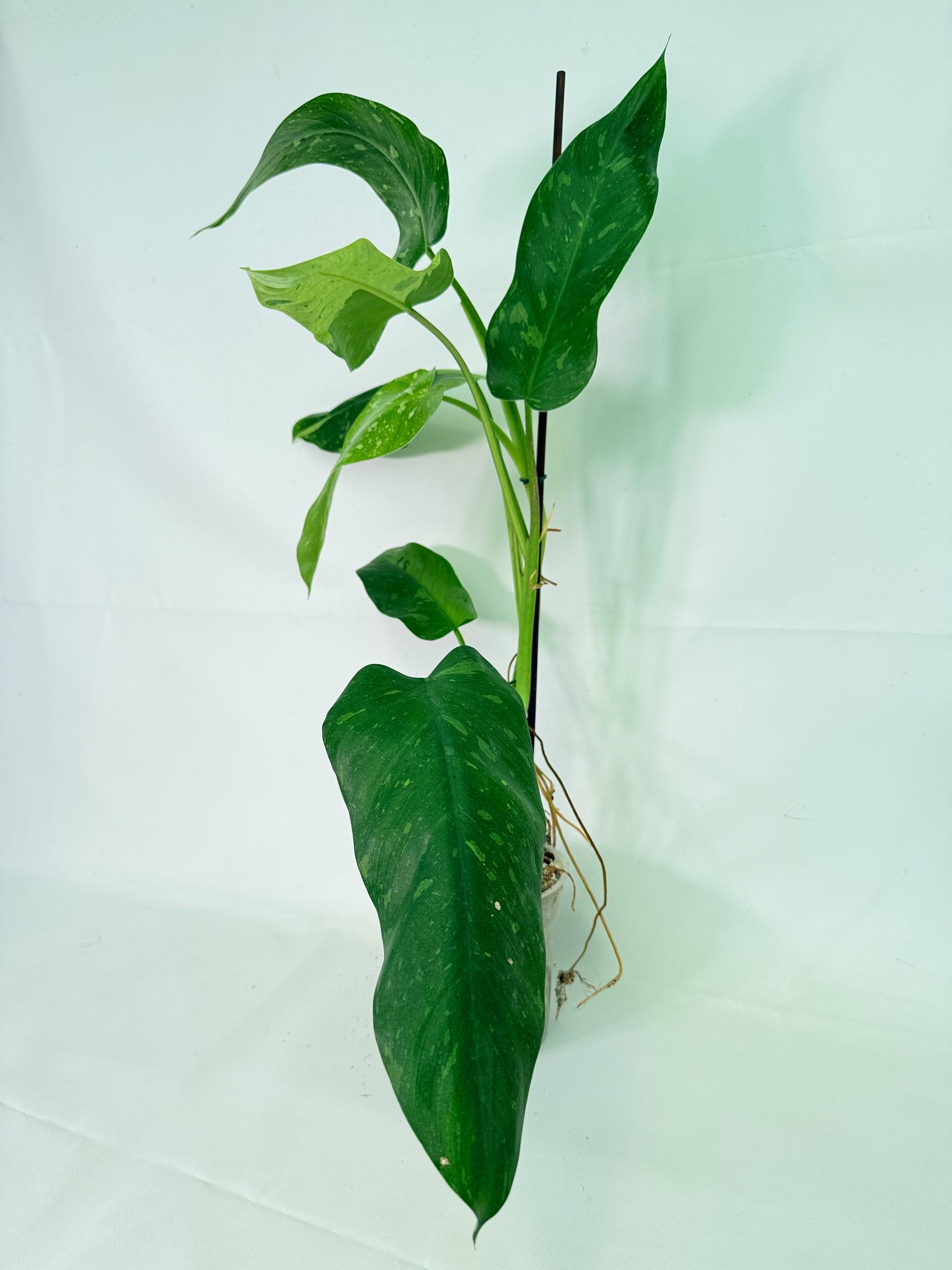 Philodendron Jose Buono variegata XL 04
