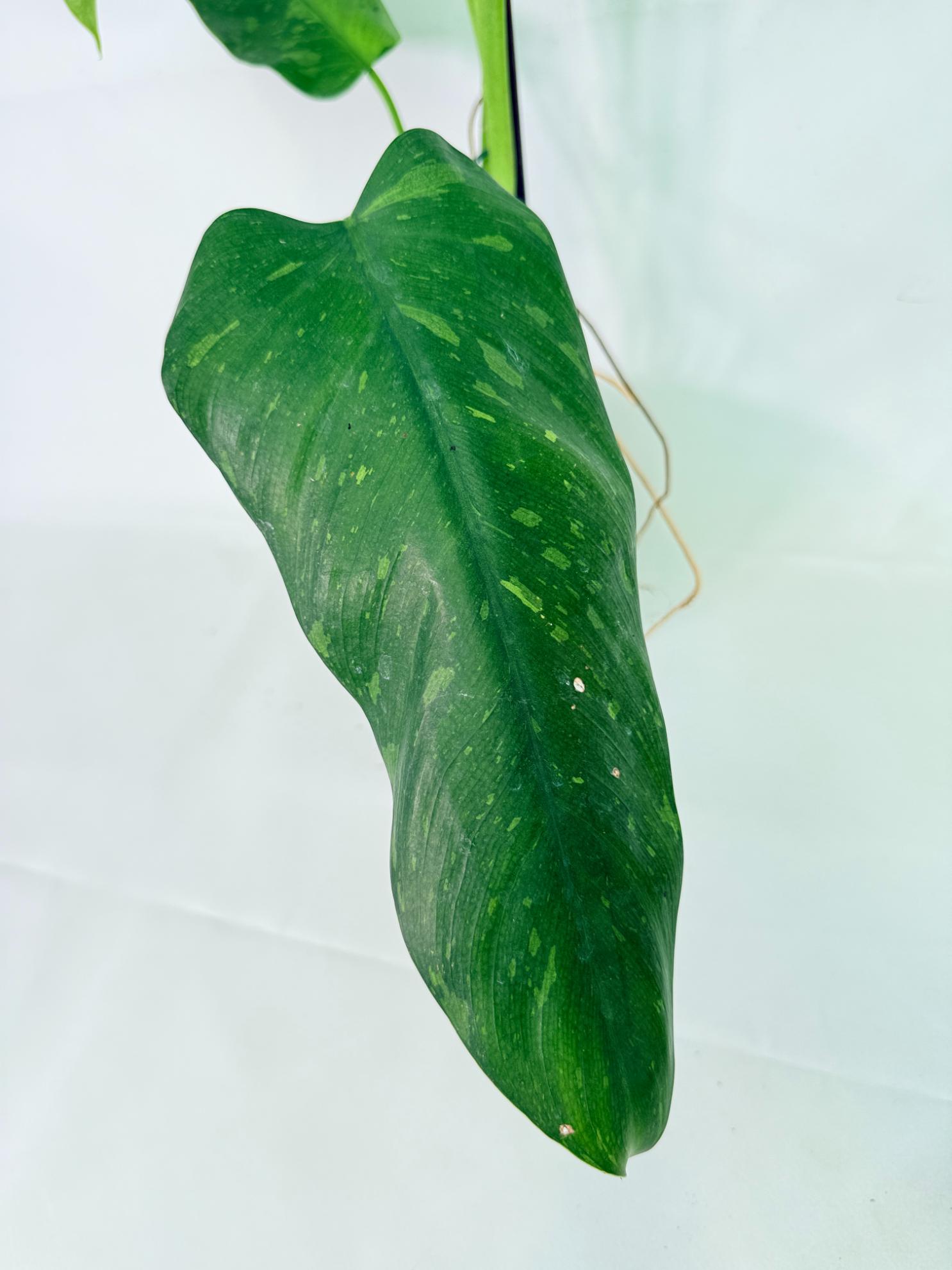 Philodendron Jose Buono variegata XL 05