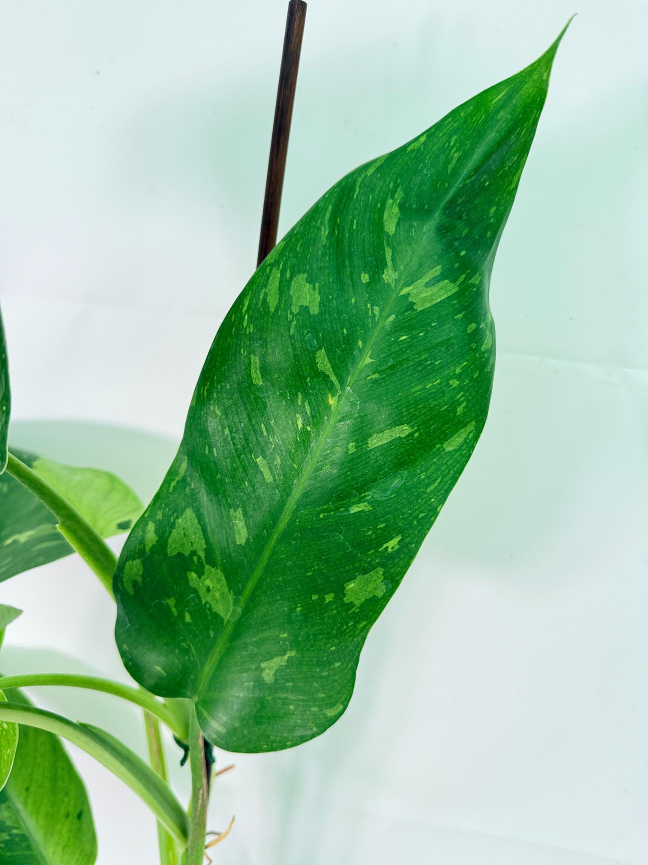 Philodendron Jose Buono variegata XL 06
