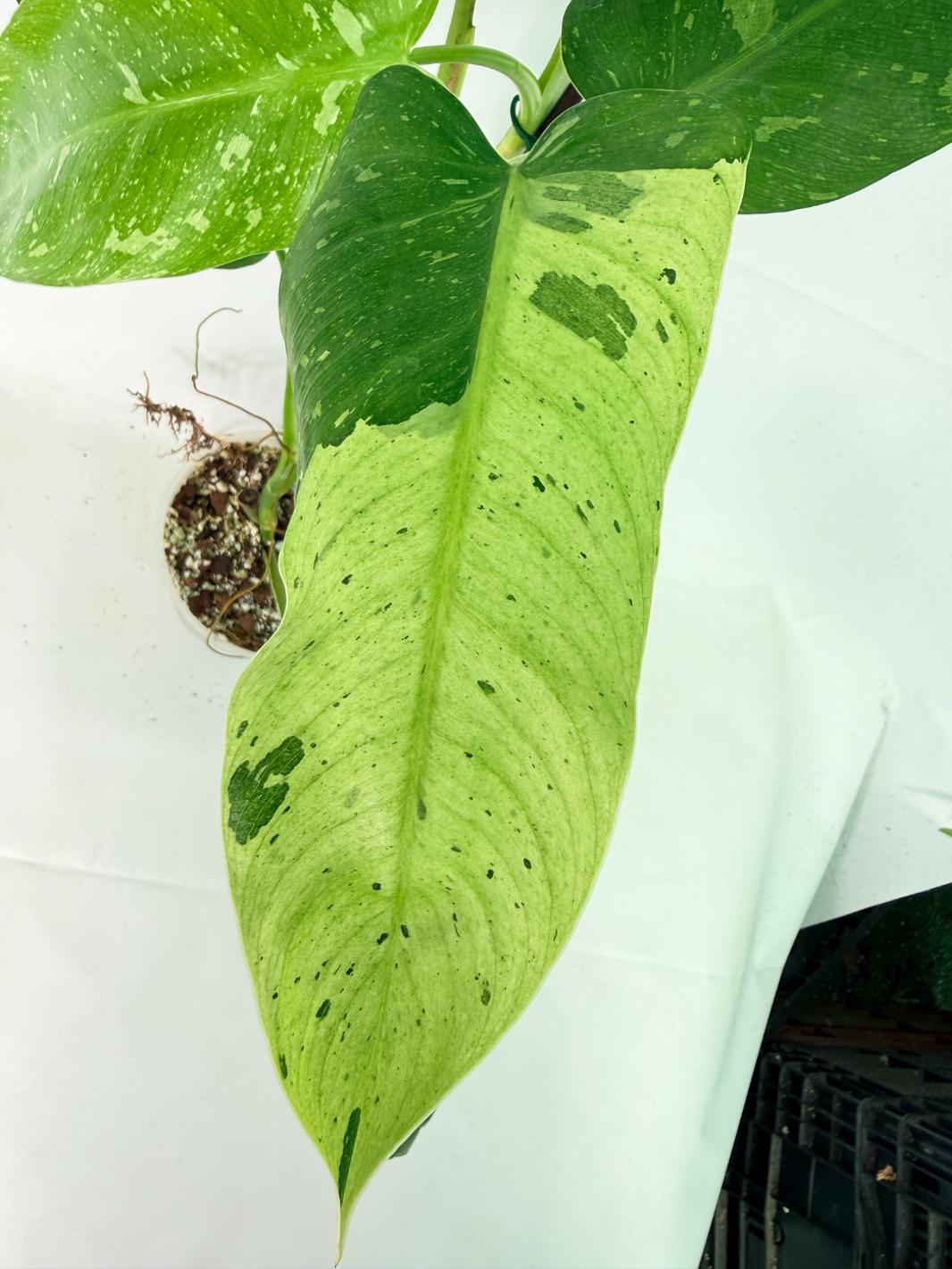 Philodendron Jose Buono variegata XL 07