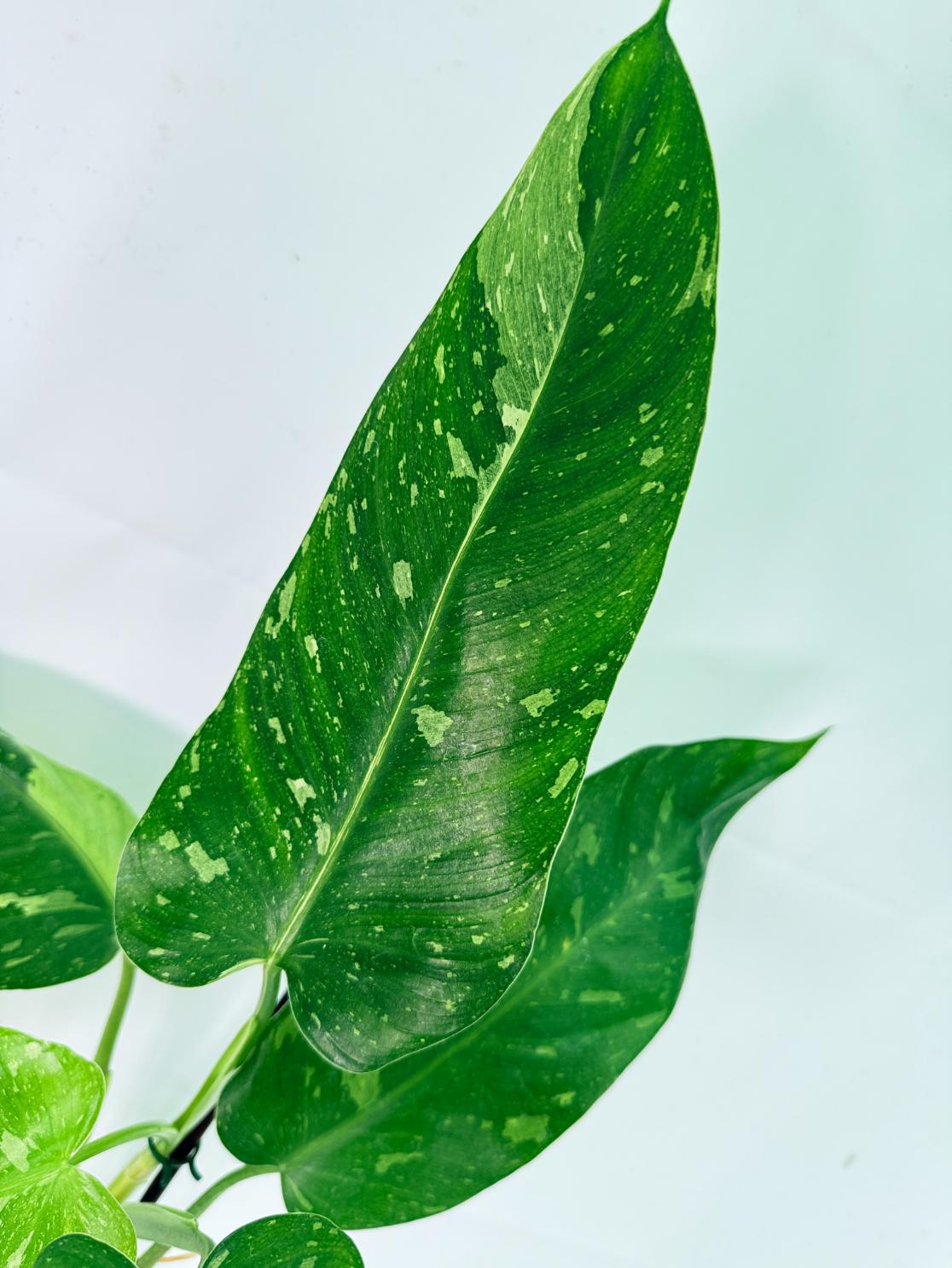 Philodendron Jose Buono variegata XL 08