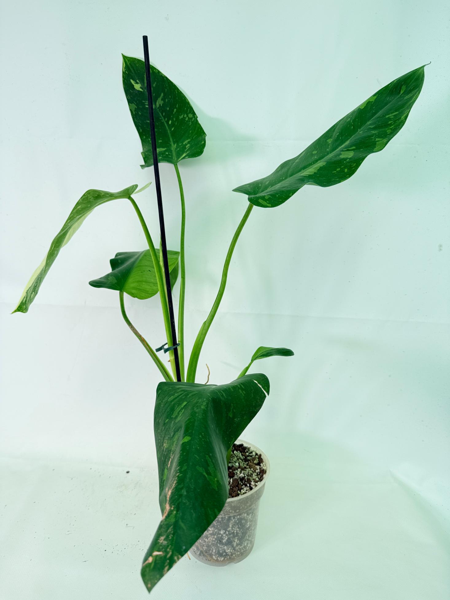 Philodendron Jose Buono variegata XL 09