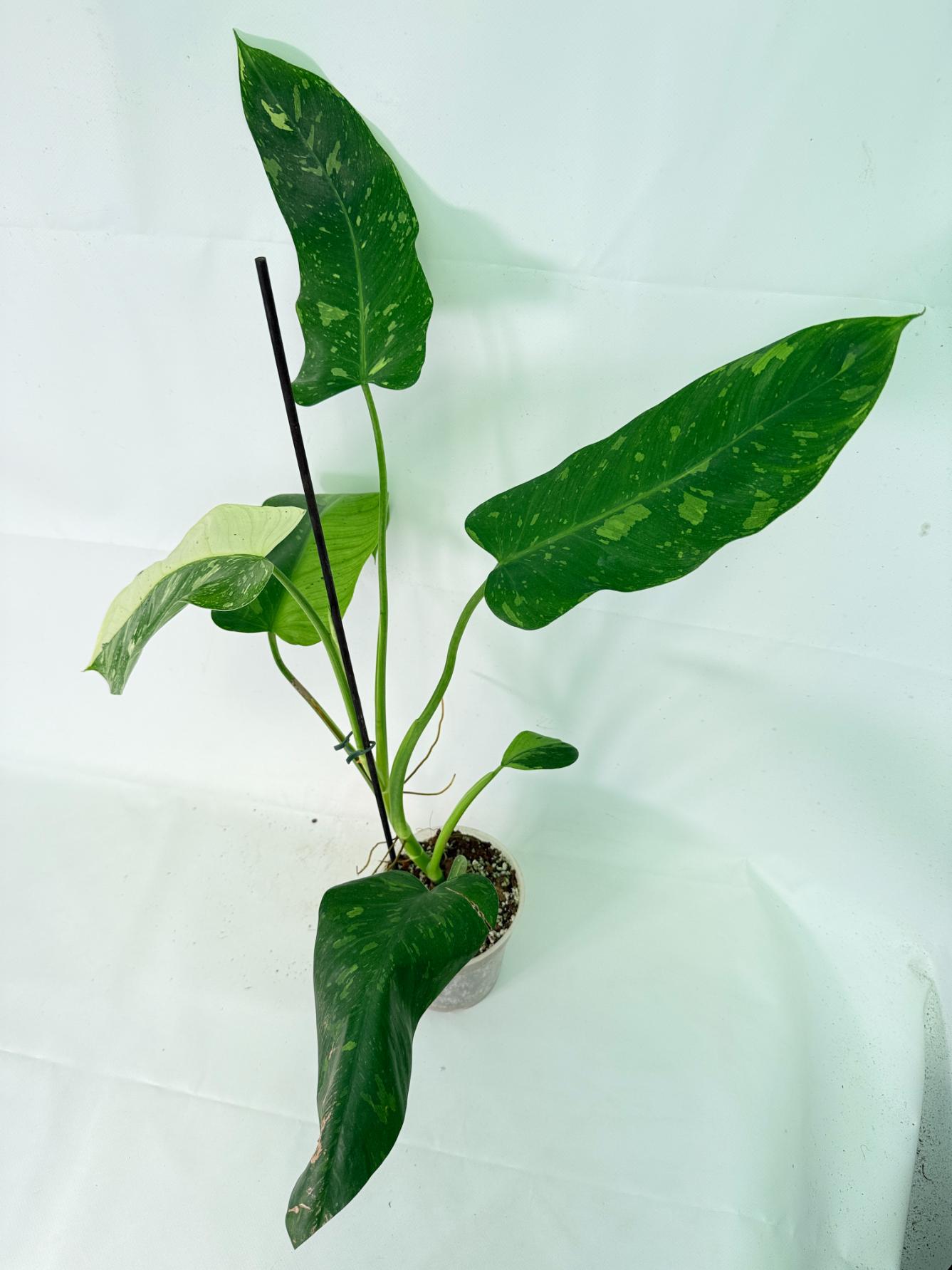 Philodendron Jose Buono variegata XL 10