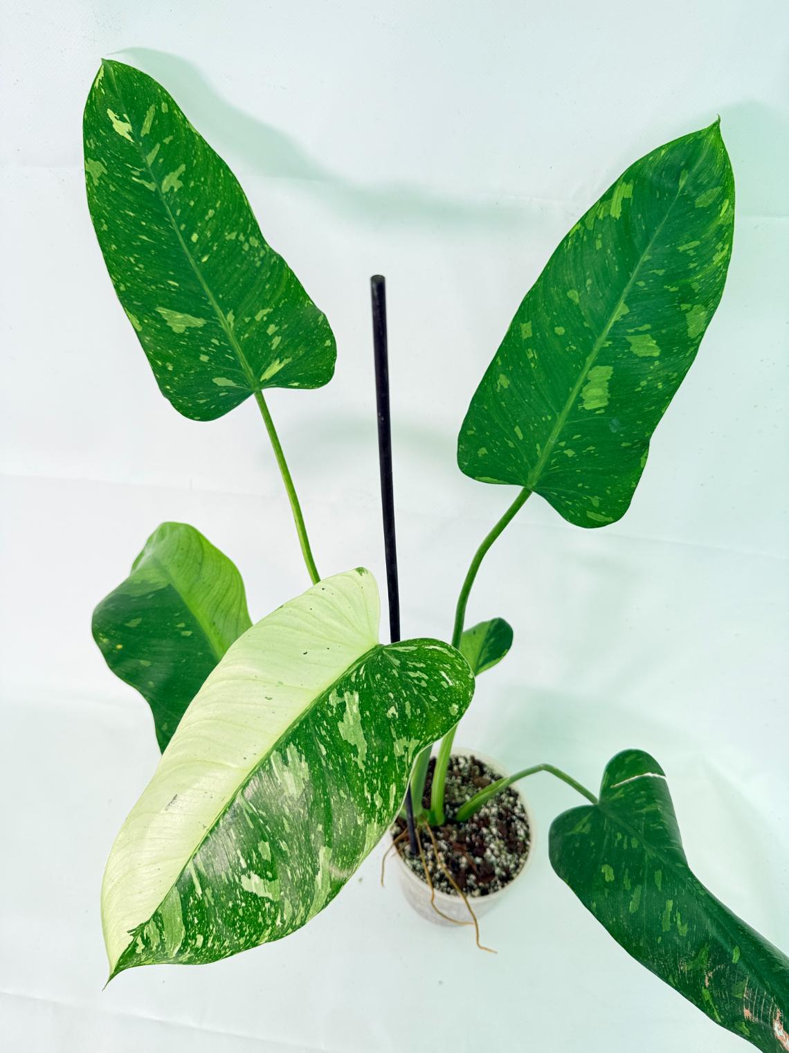 Philodendron Jose Buono variegata XL 11