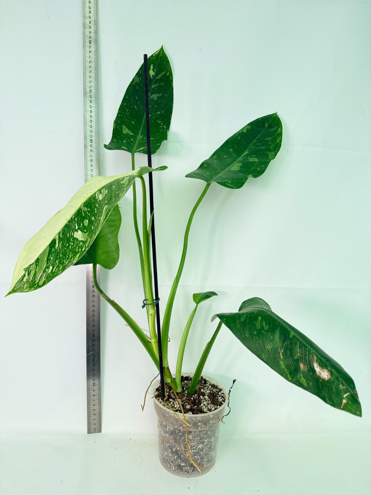 Philodendron Jose Buono variegata XL 01